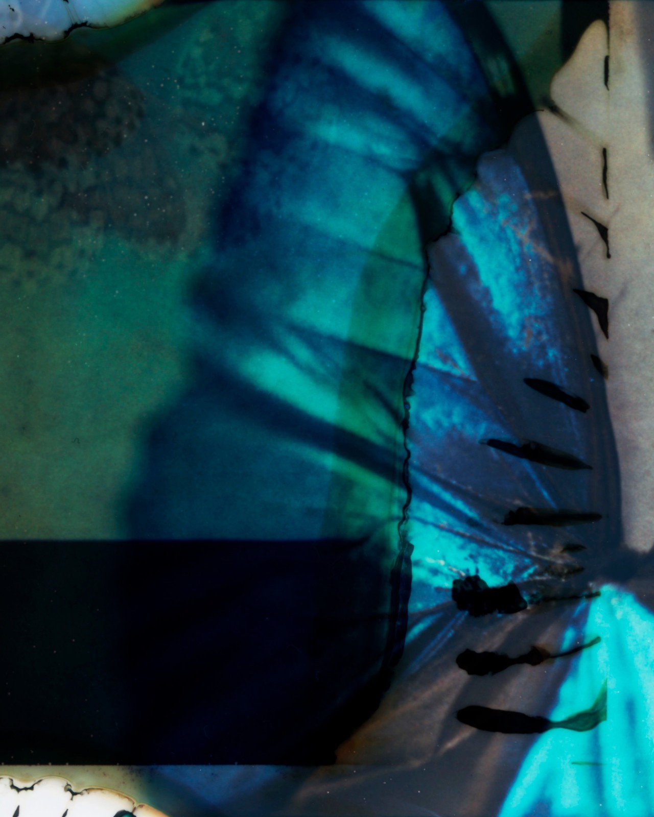 Butterfly wing by Gareth McConnell