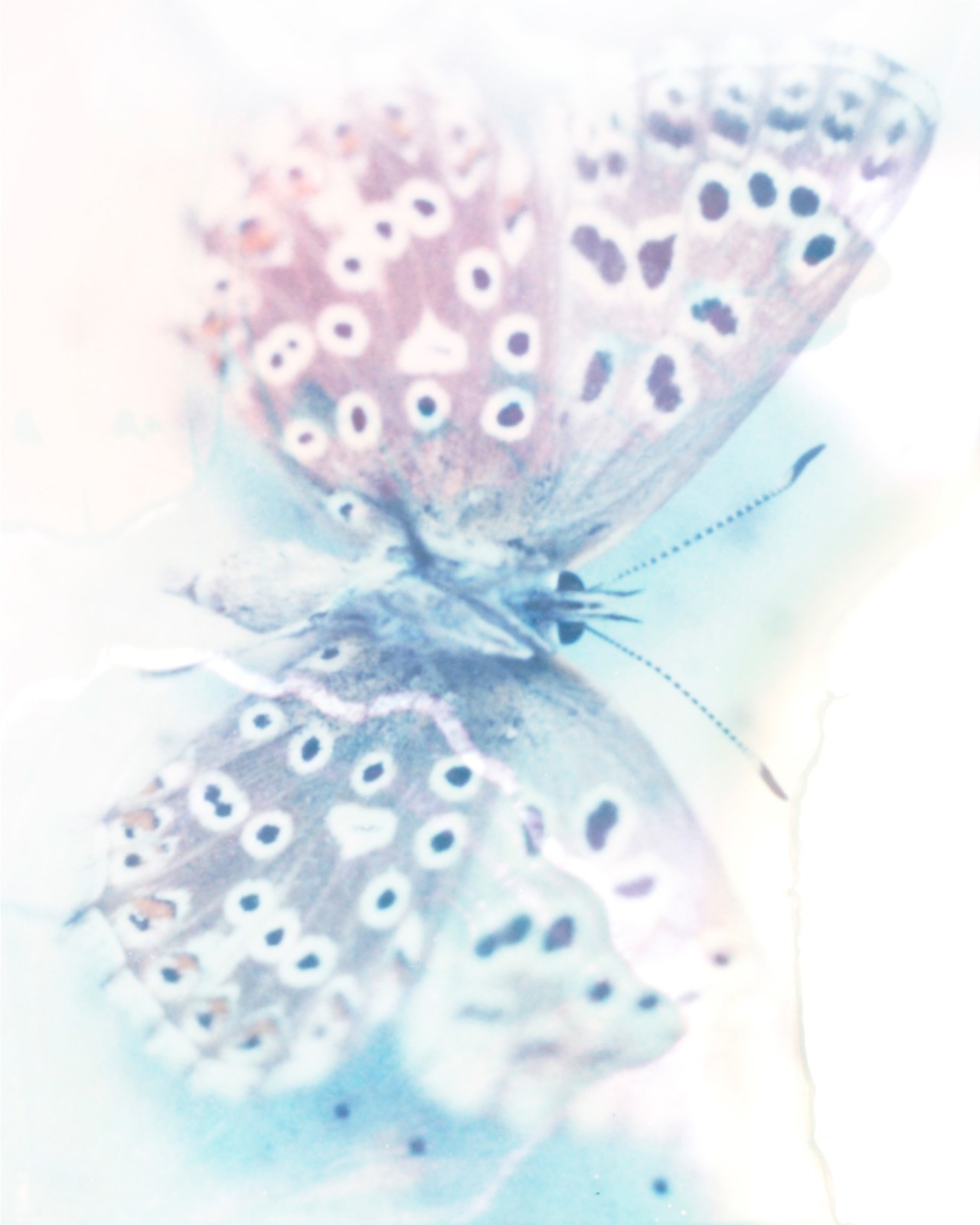 Butterfly wing by Gareth McConnell