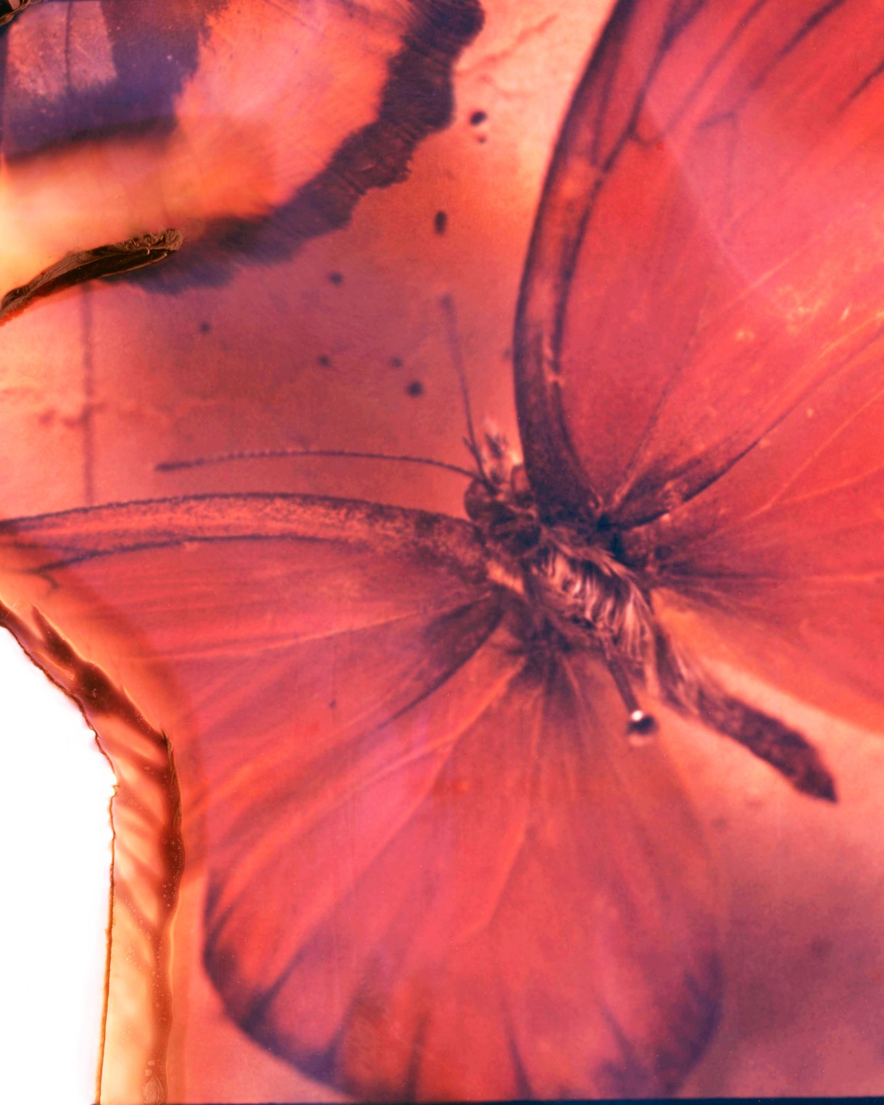 Butterfly wing by Gareth McConnell