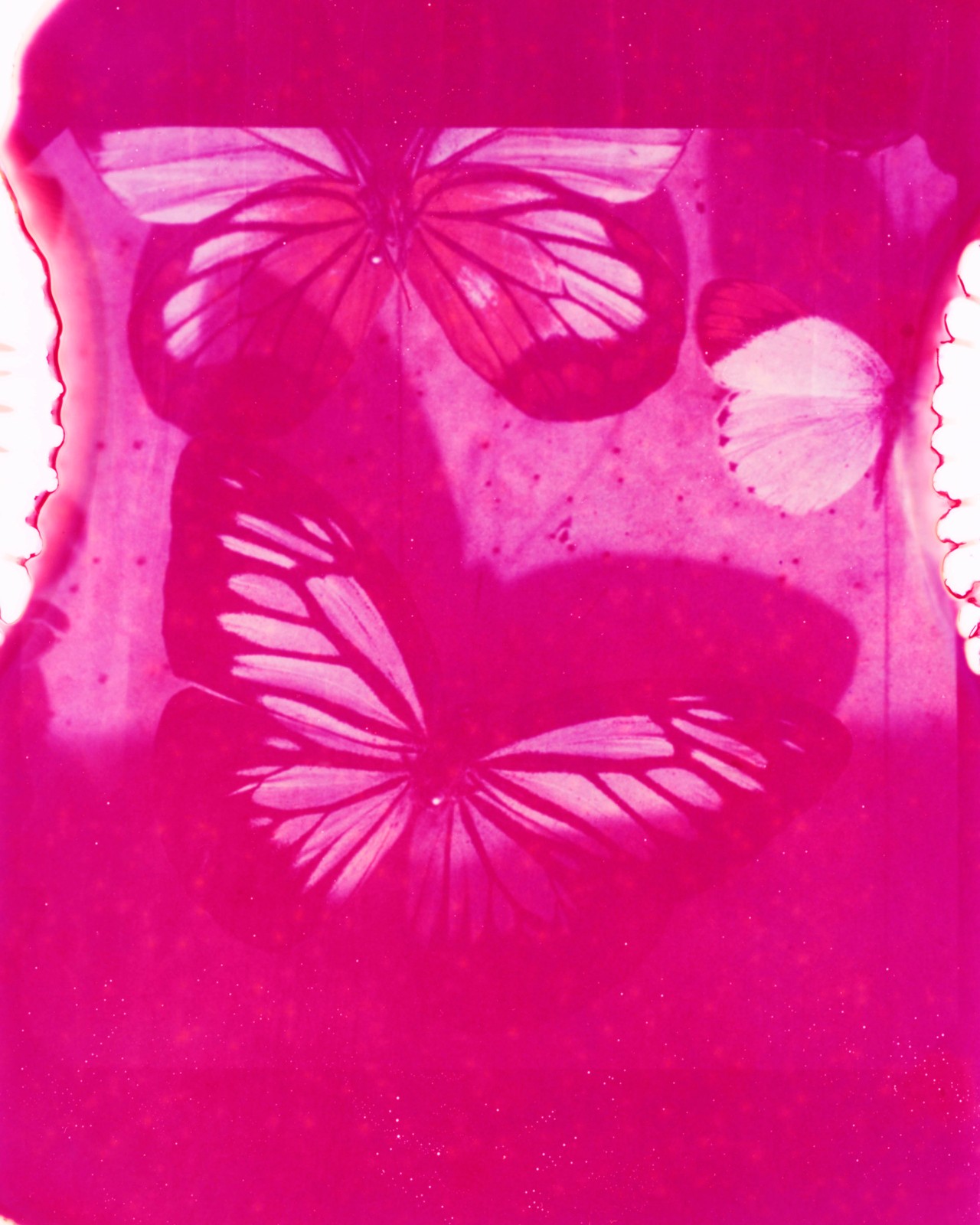 Butterfly wing by Gareth McConnell
