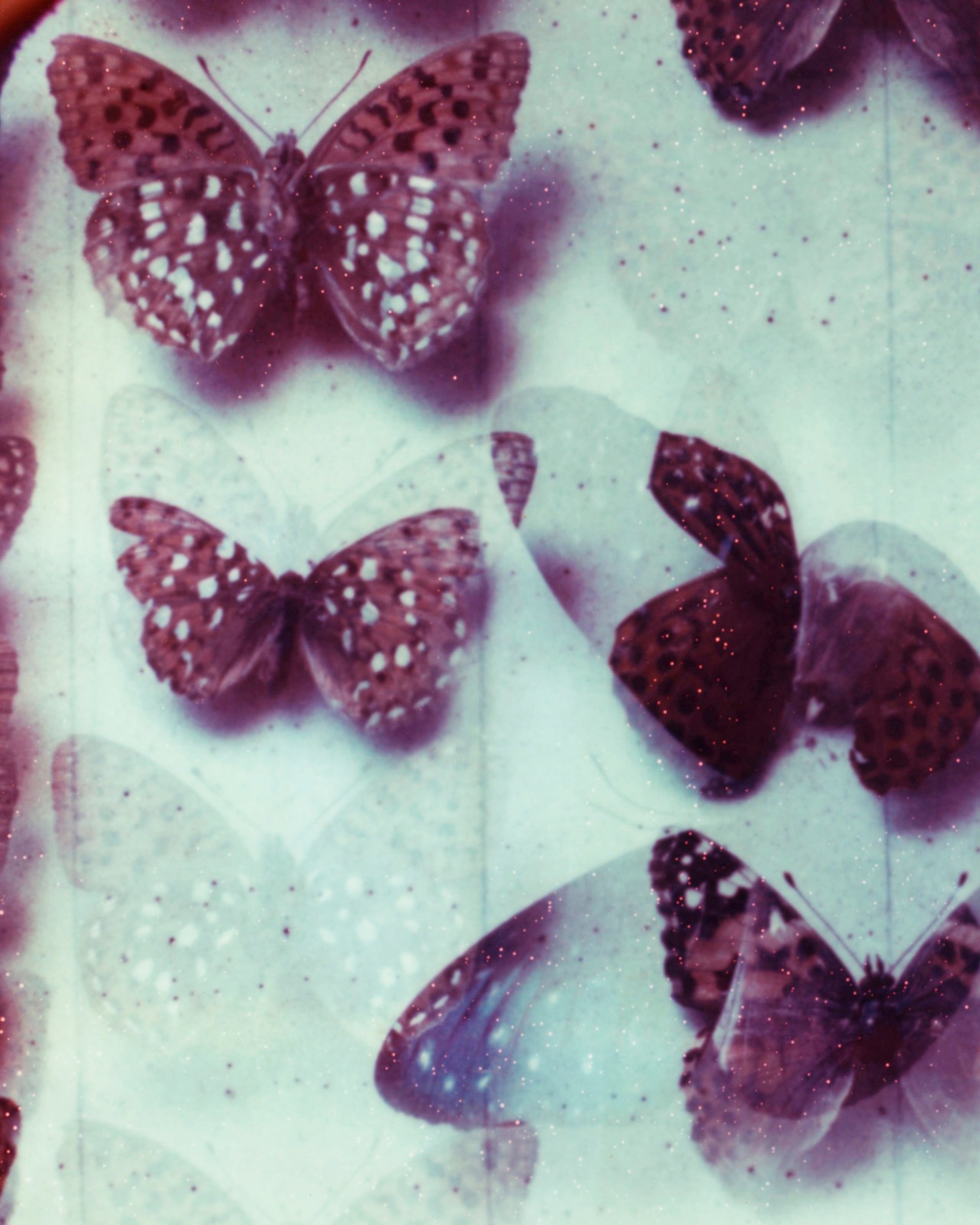 Butterfly wing by Gareth McConnell