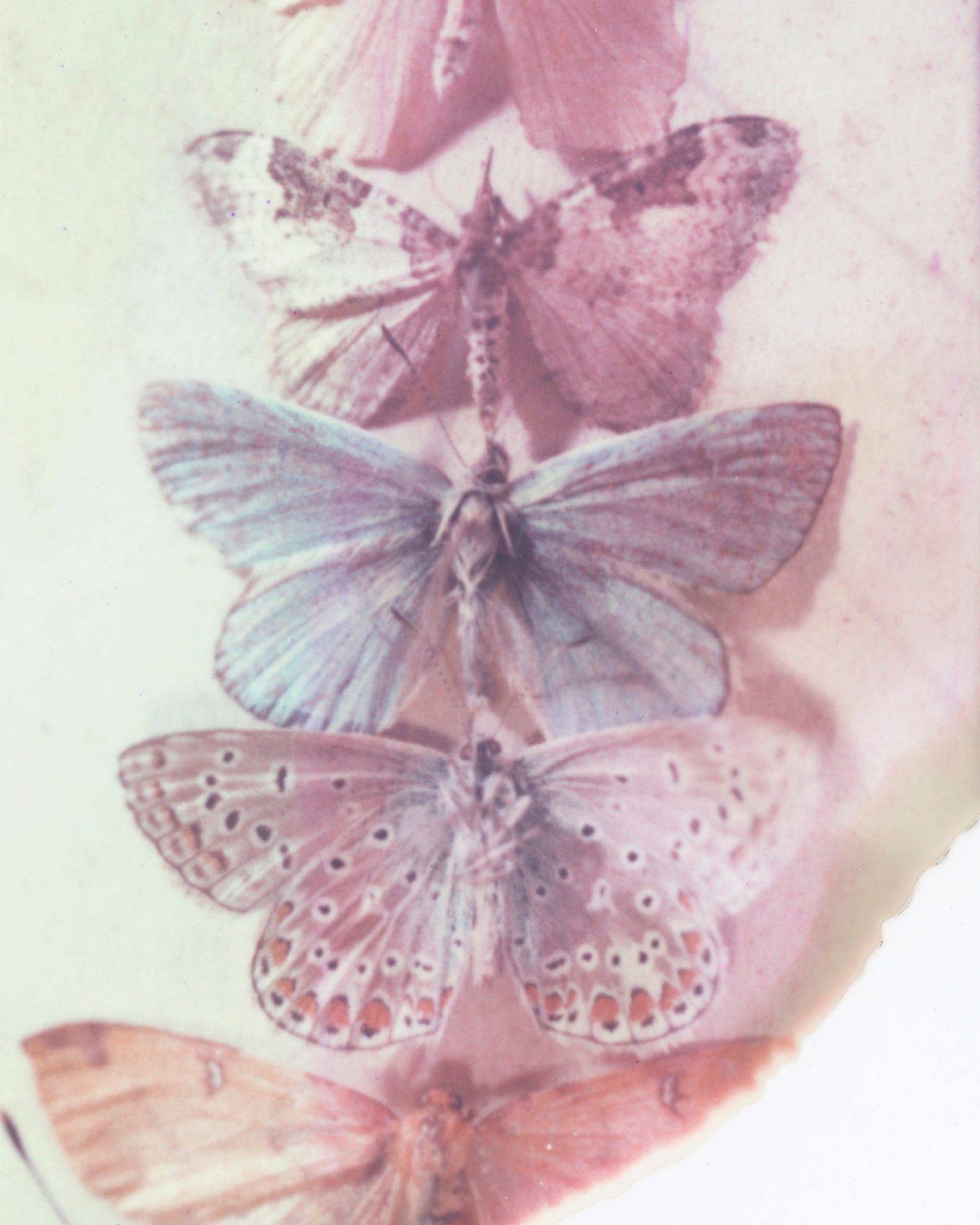 Butterfly x-ray scan by Gareth McConnell