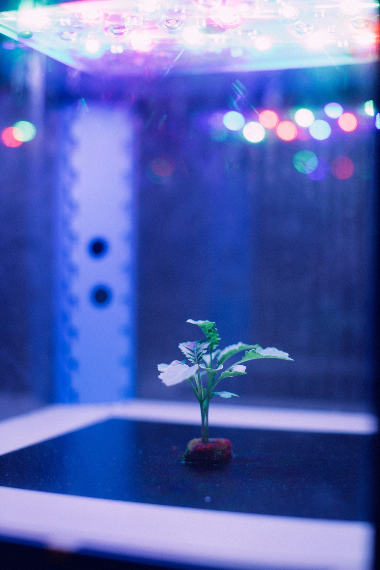 Lab grown vegetable with LED light by Rich Gilligan
