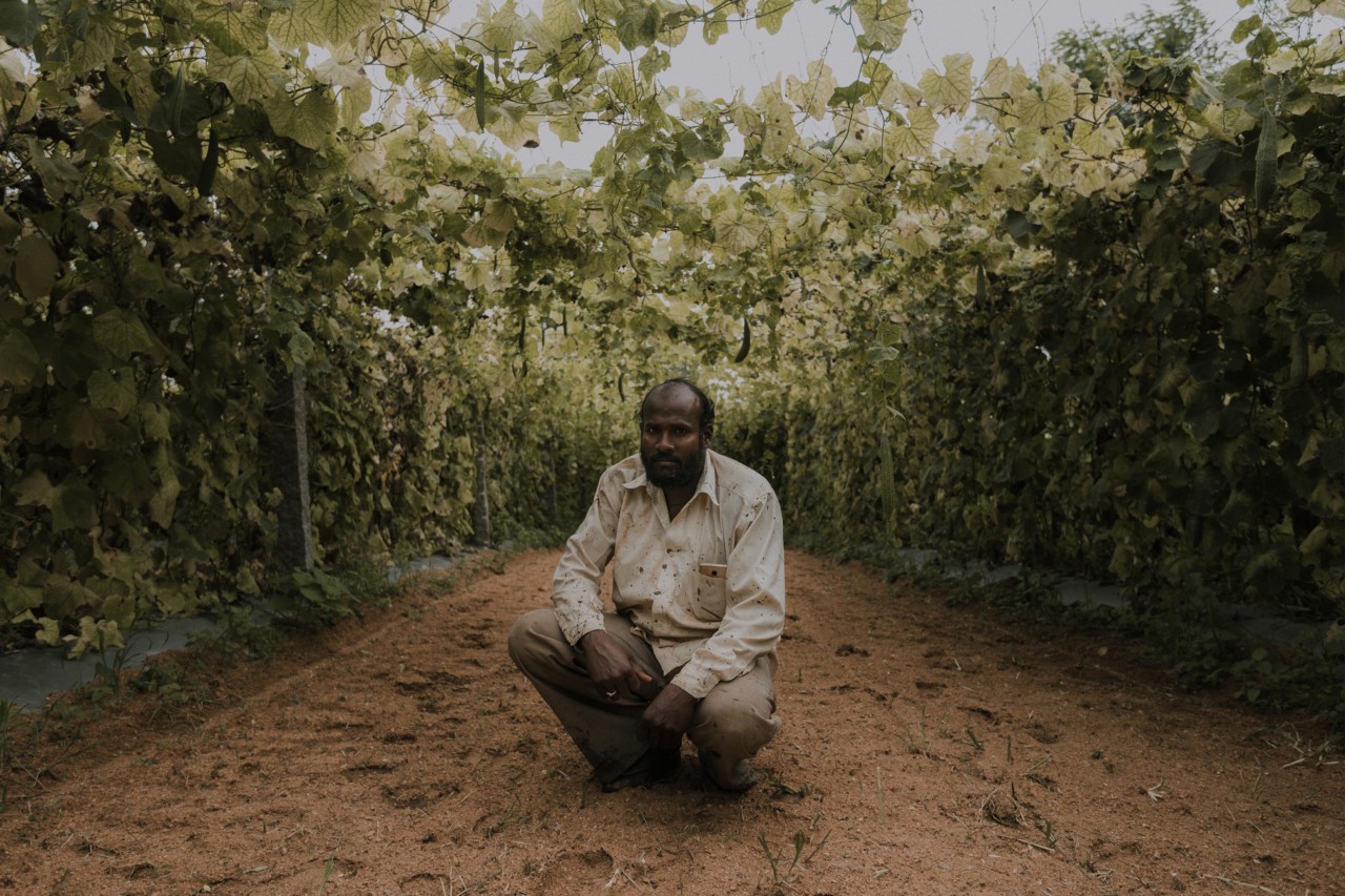 Man in green crop field by Rishabh Malik