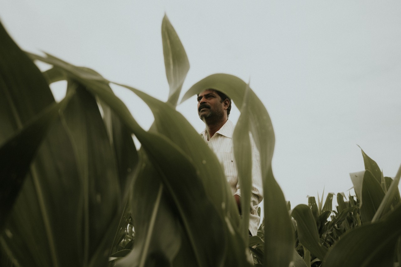 Man in green crop field by Rishabh Malik