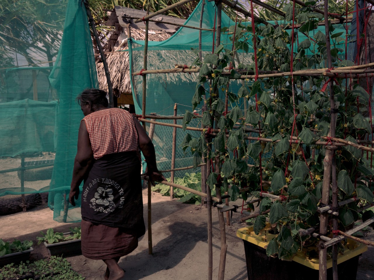 Kiribati woman and hydroponic system by Will Warasila