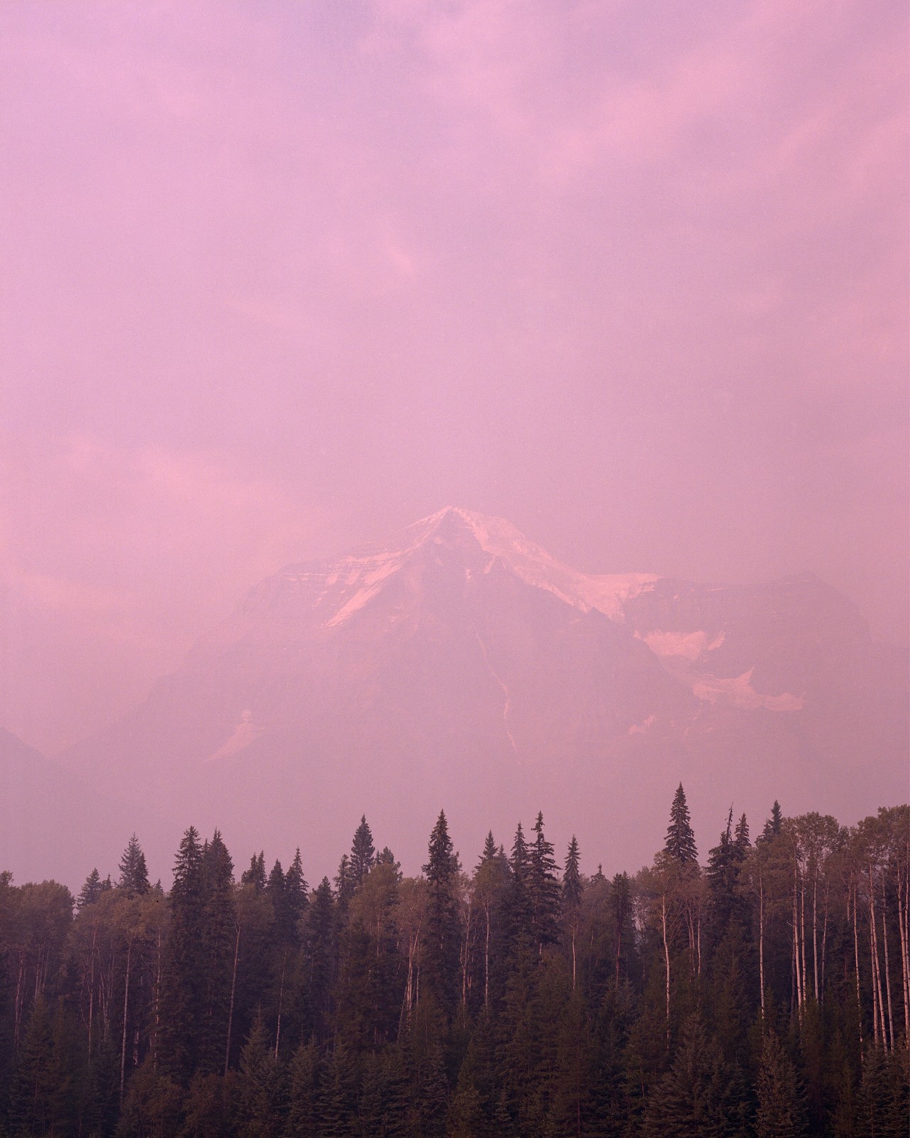 Forest with pink mountain background by Ryan Shorosky
