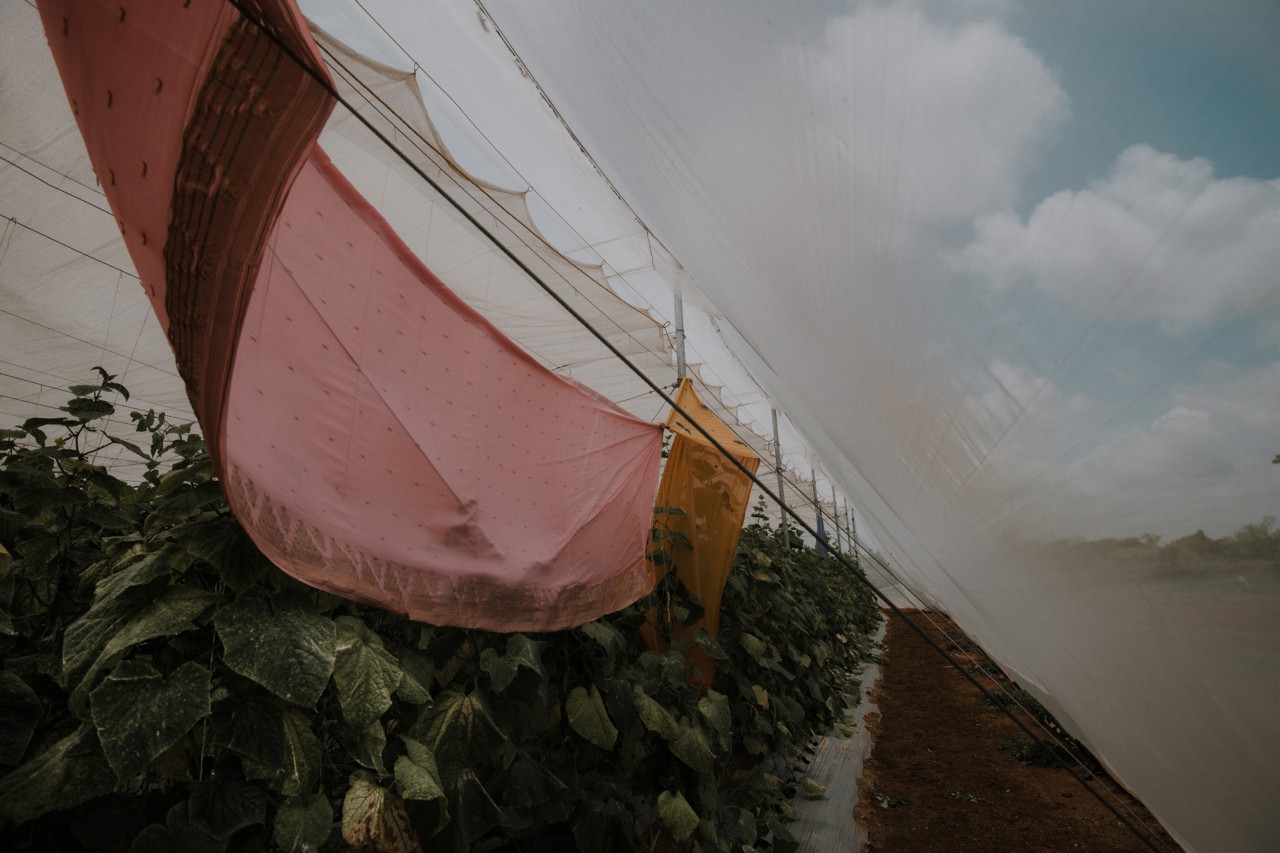 Greenhouse with netting by Rishabh Malik