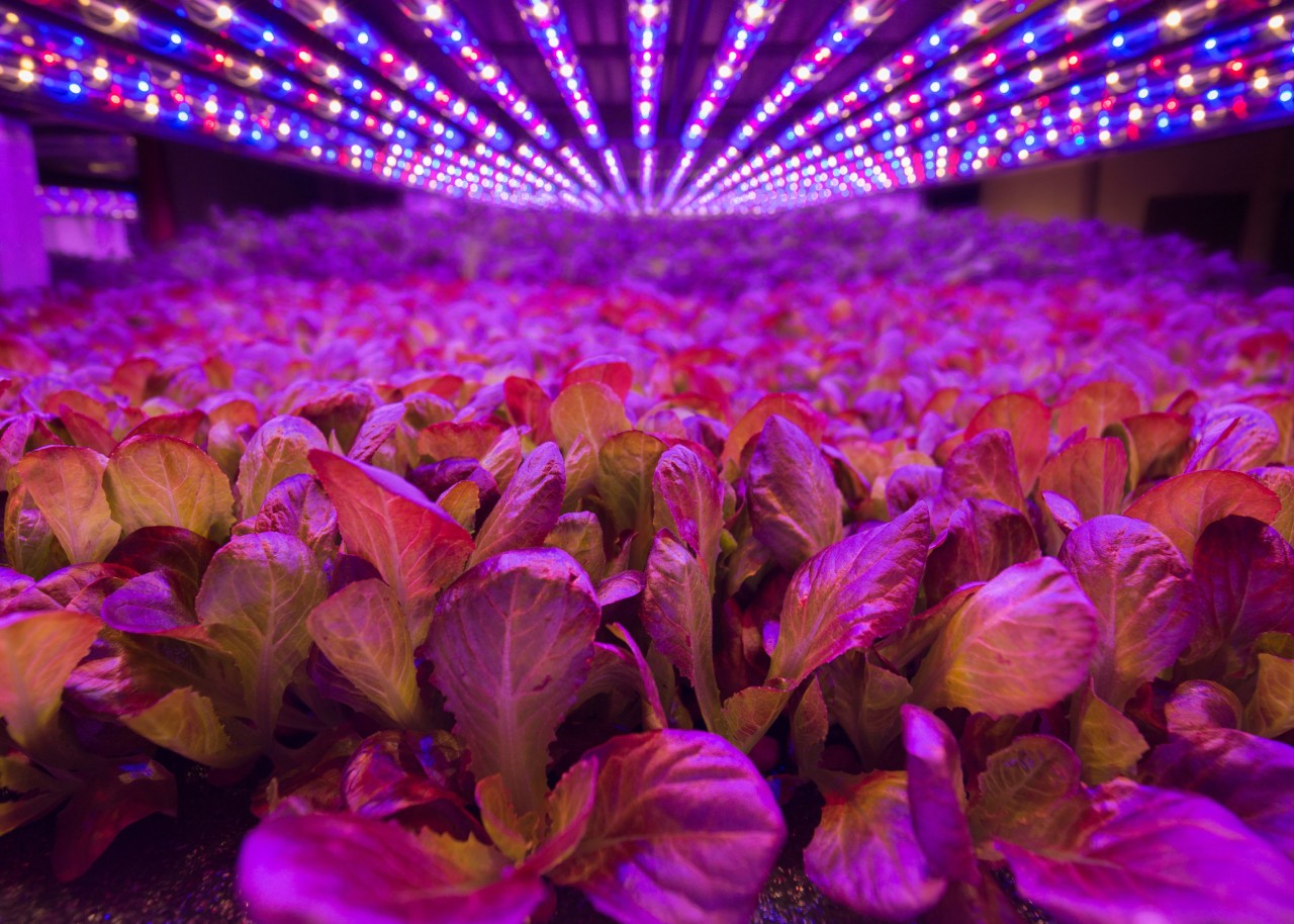 Crops in LED aeroponic lab by Aerofarms