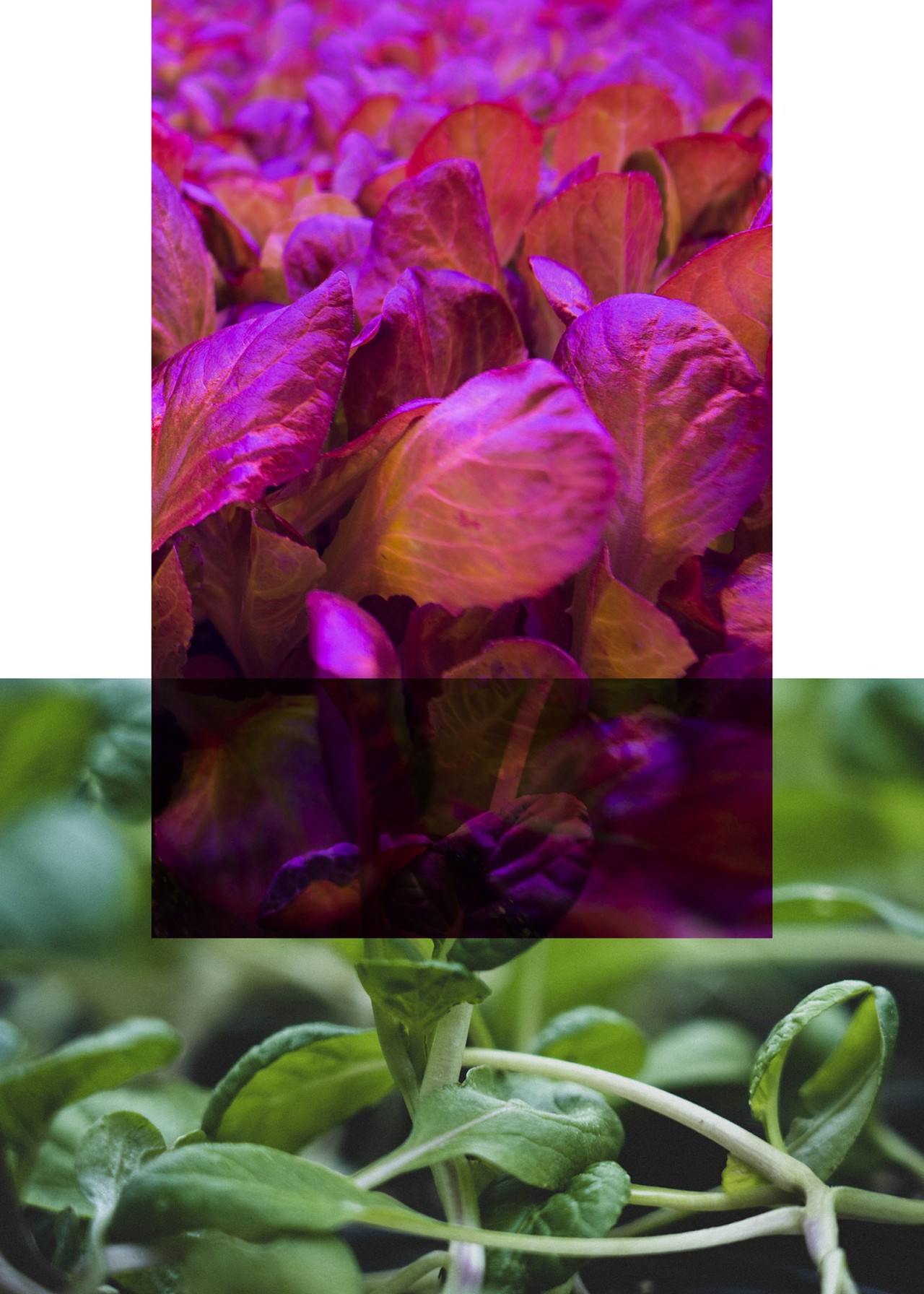 Aeroponic crops by Aerofarms