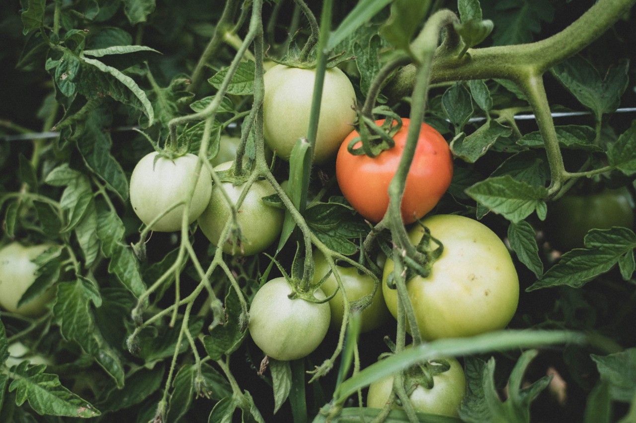 Tomatoes on the vine by Aerofarms