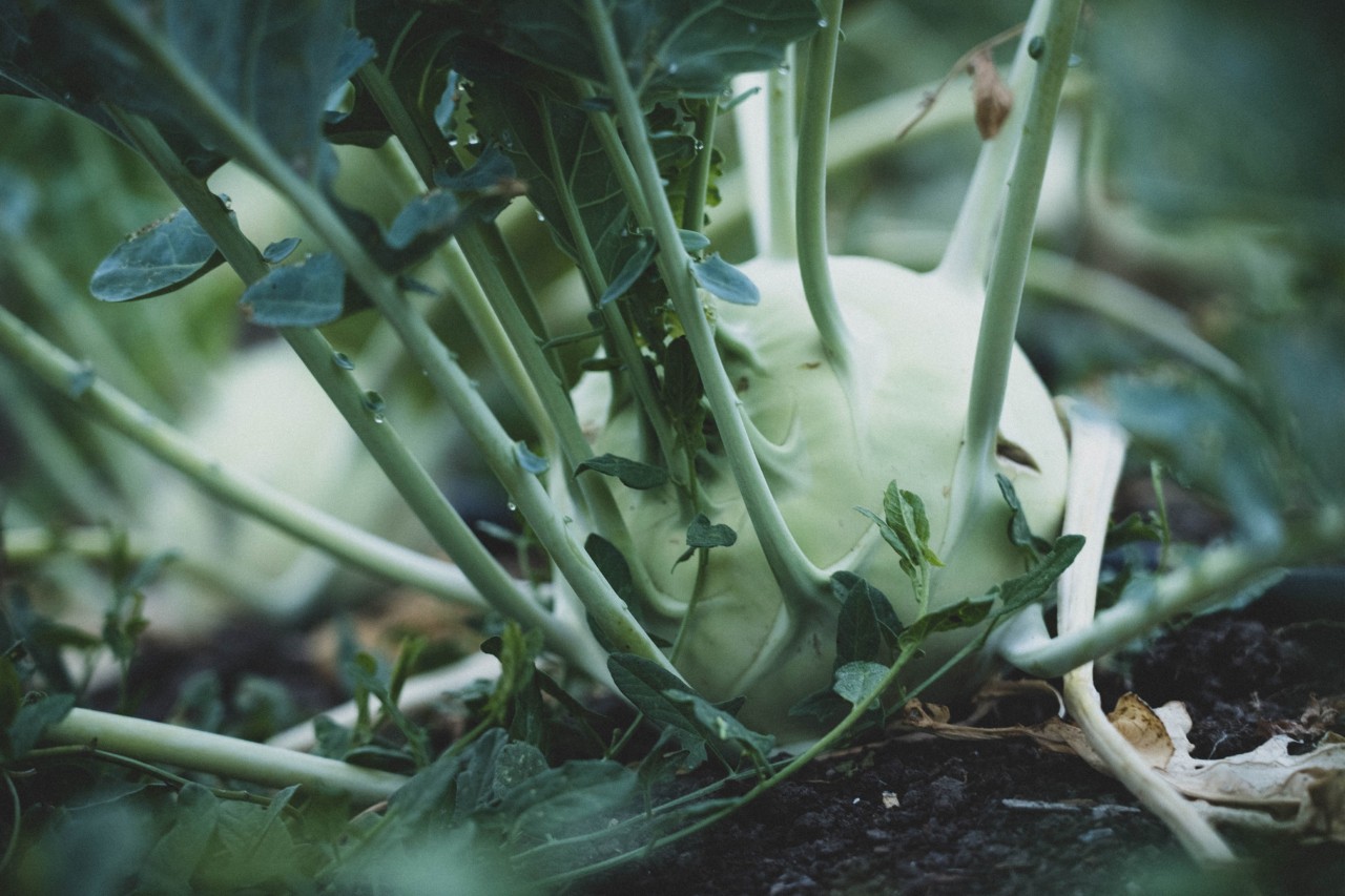 Agriculture by Aerofarms