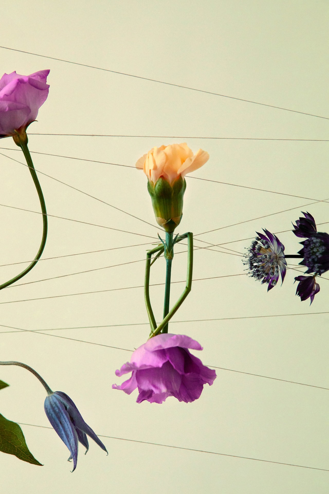 Floral still life art by Alexandra Von Fuerst