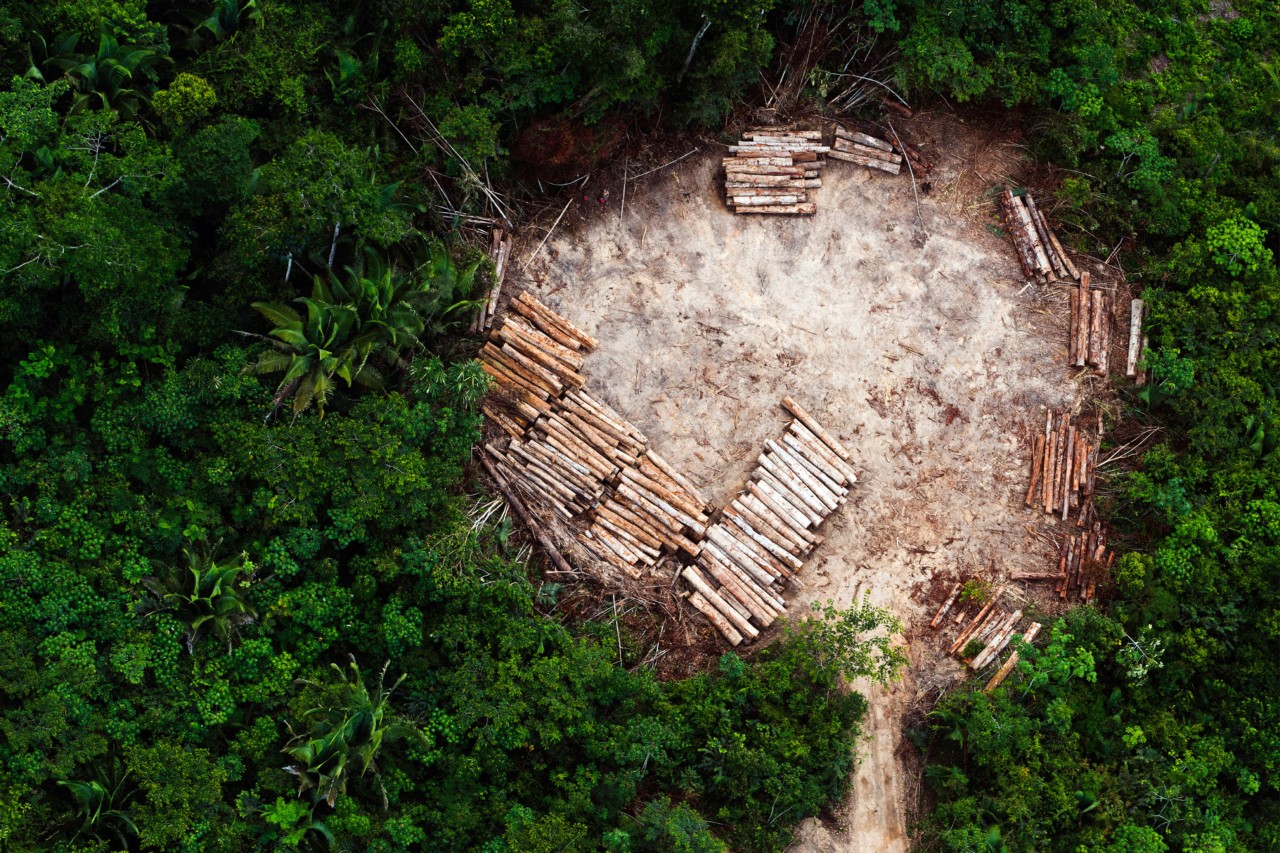 Logging photography by Daniel Beltra