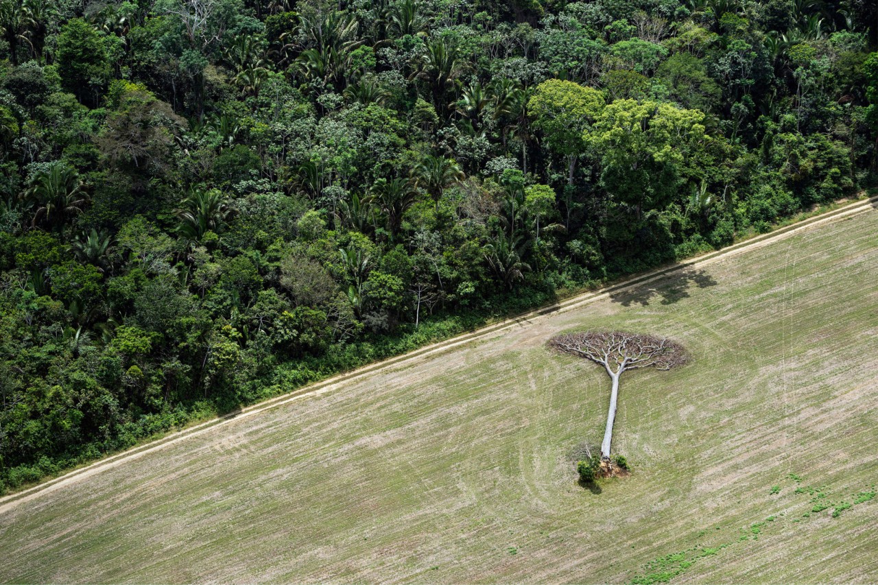 Deforestation aerial photography by Daniel Beltra