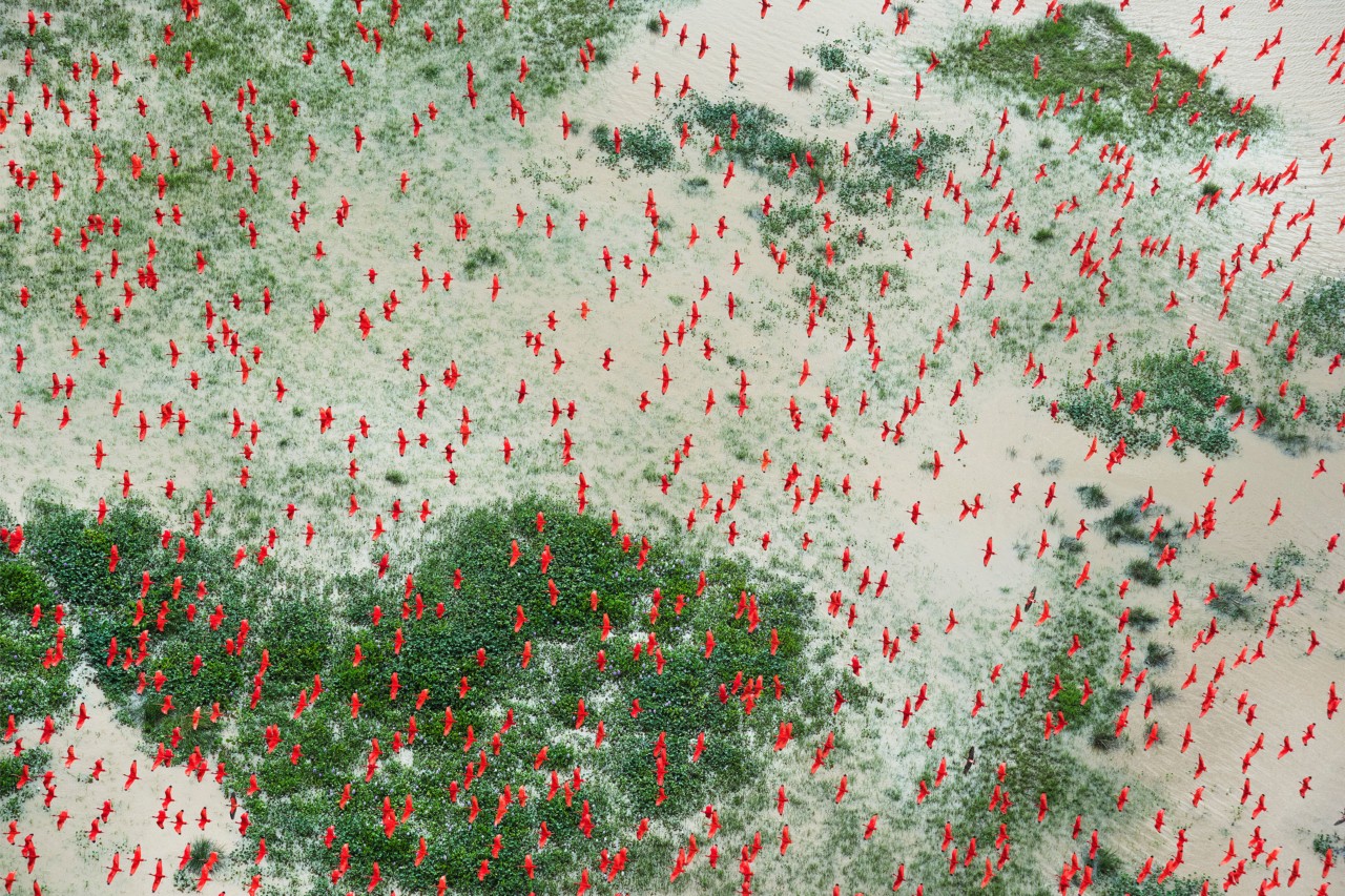 Red bird migrating aerial photography by Daniel Beltra