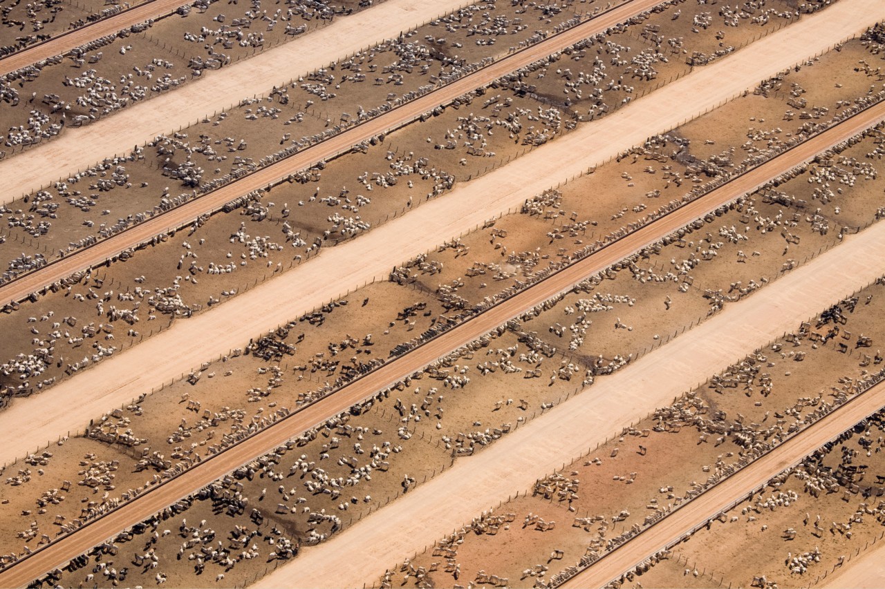 Animals grazing aerial photography by Daniel Beltra