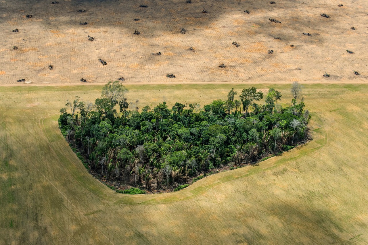 Deforestation aerial photography by Daniel Beltra