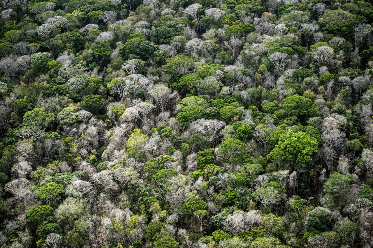 Forest aerial photography by Daniel Beltra