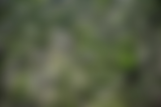 Forest aerial photography by Daniel Beltra