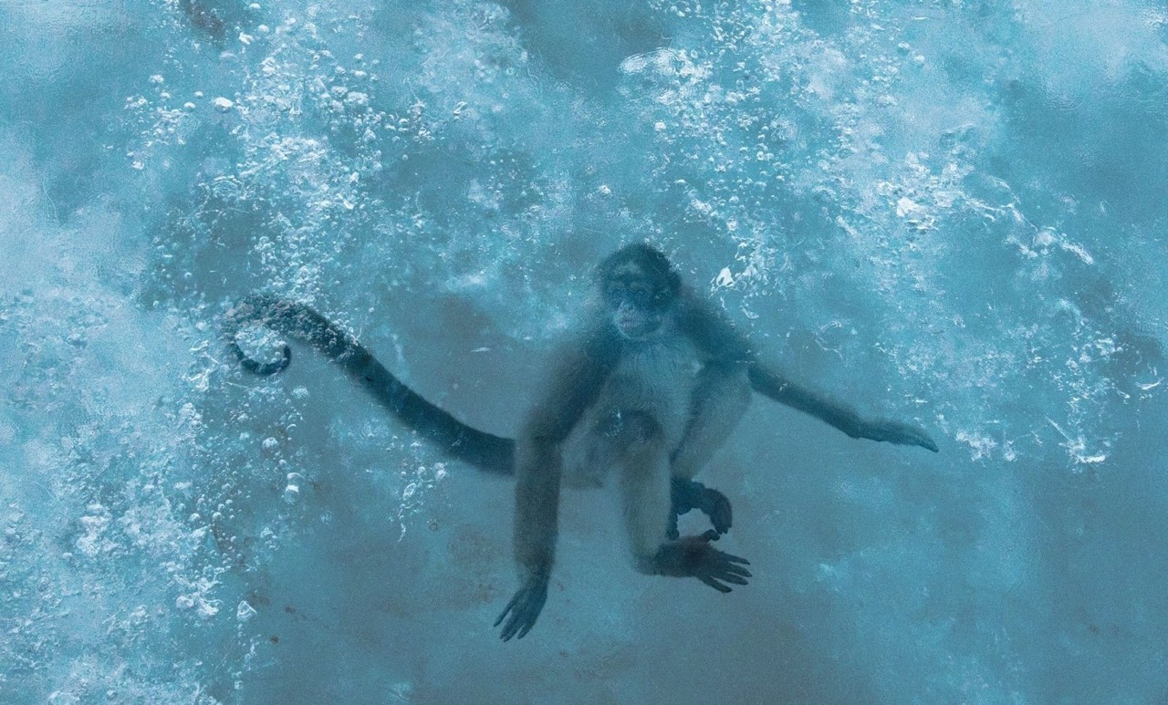 frozen ark monkey