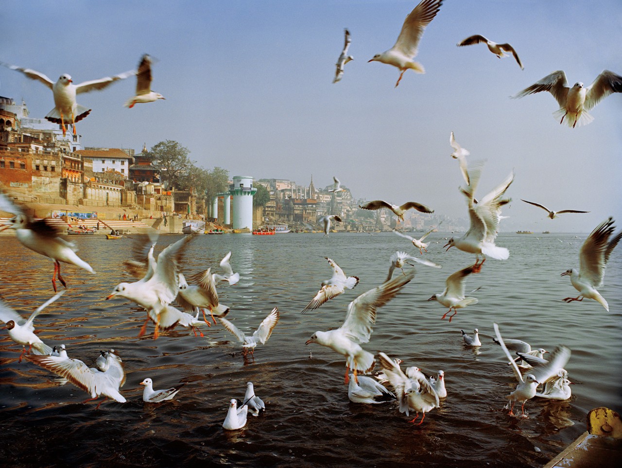 Birds fly along the Ganges River in India by Ashish Shah