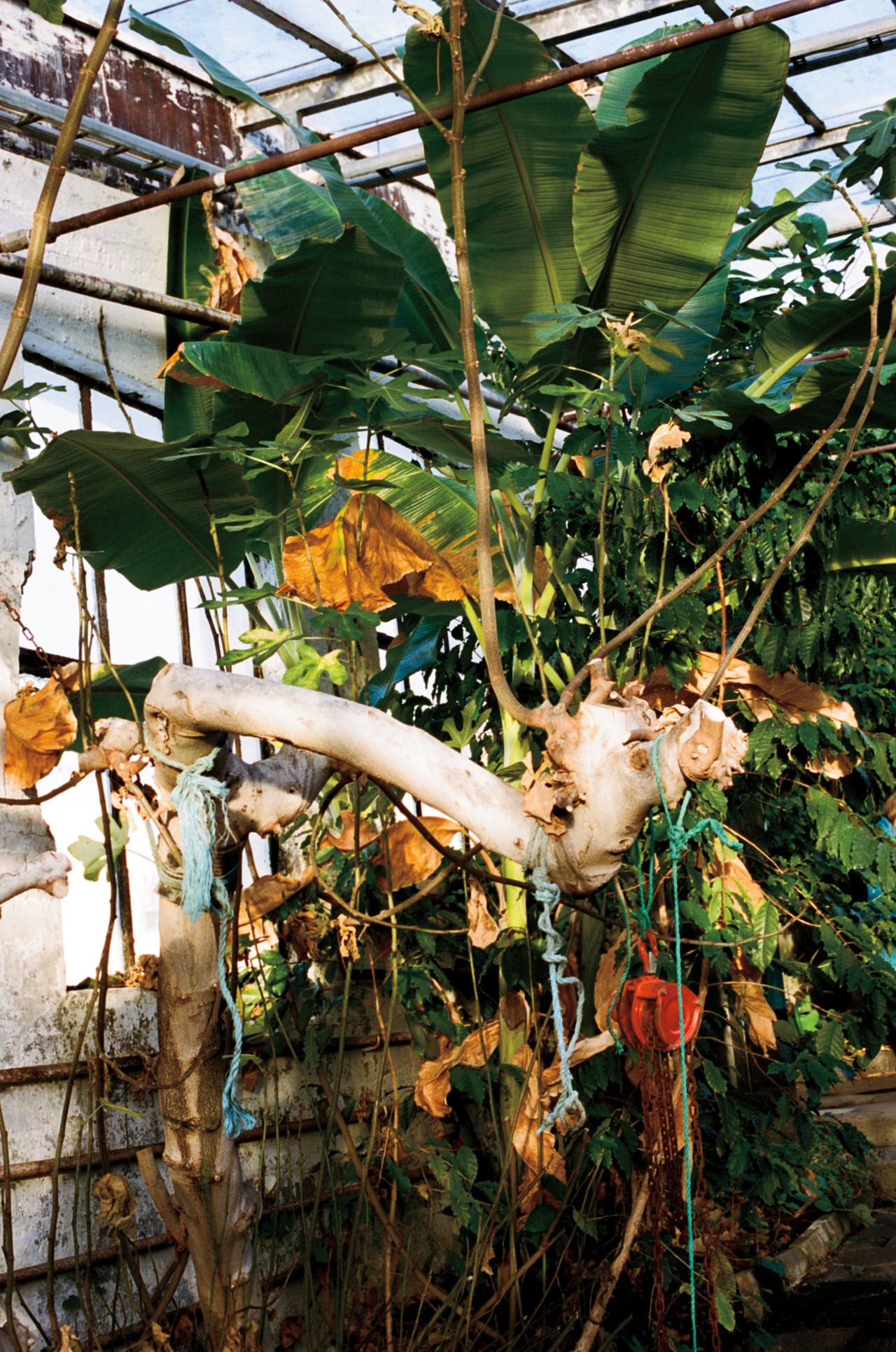 Greenhouse fruit and plants in Iceland by Jeremy Everett