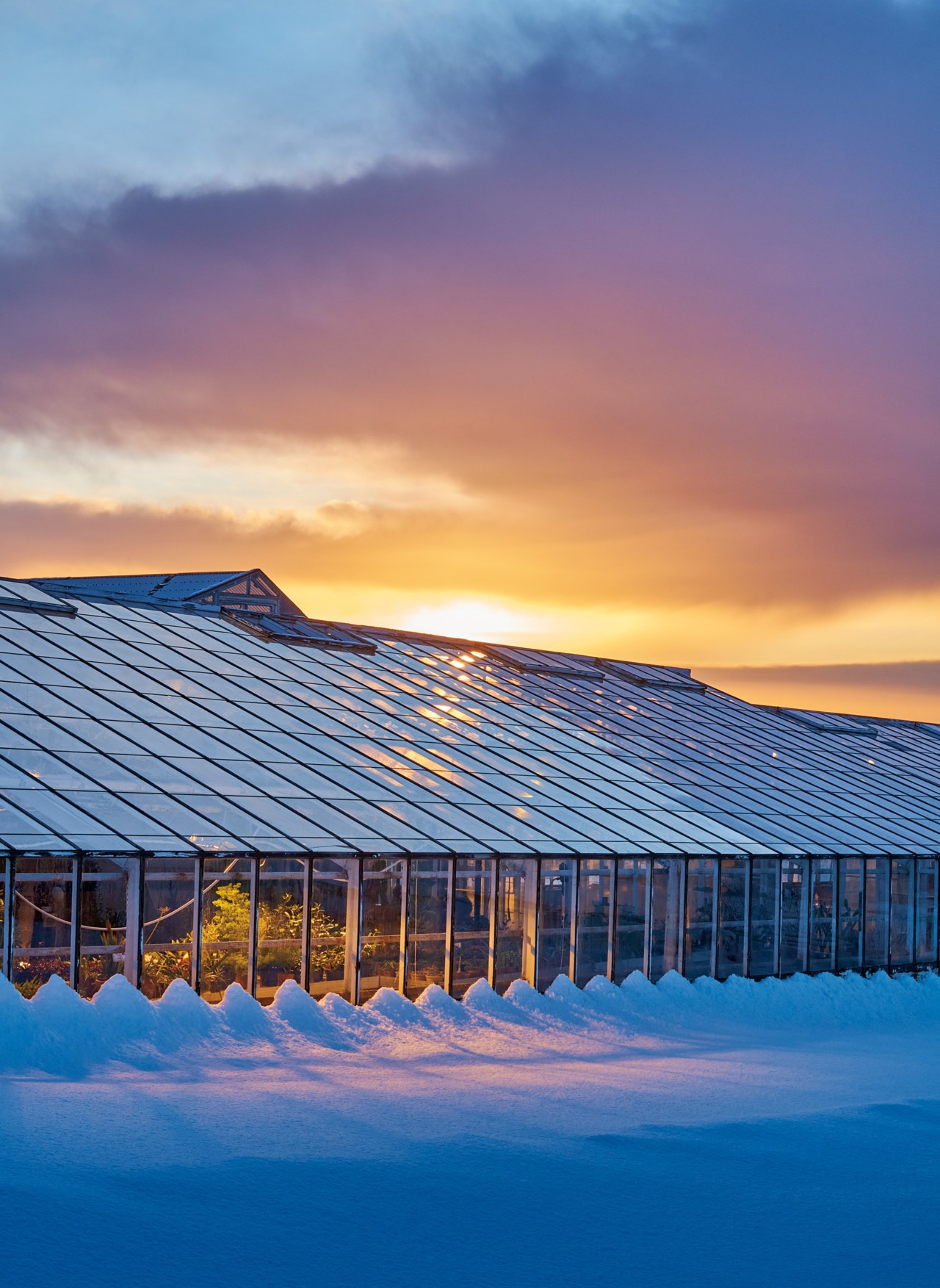 Greenhouse in Iceland by Jeremy Everett