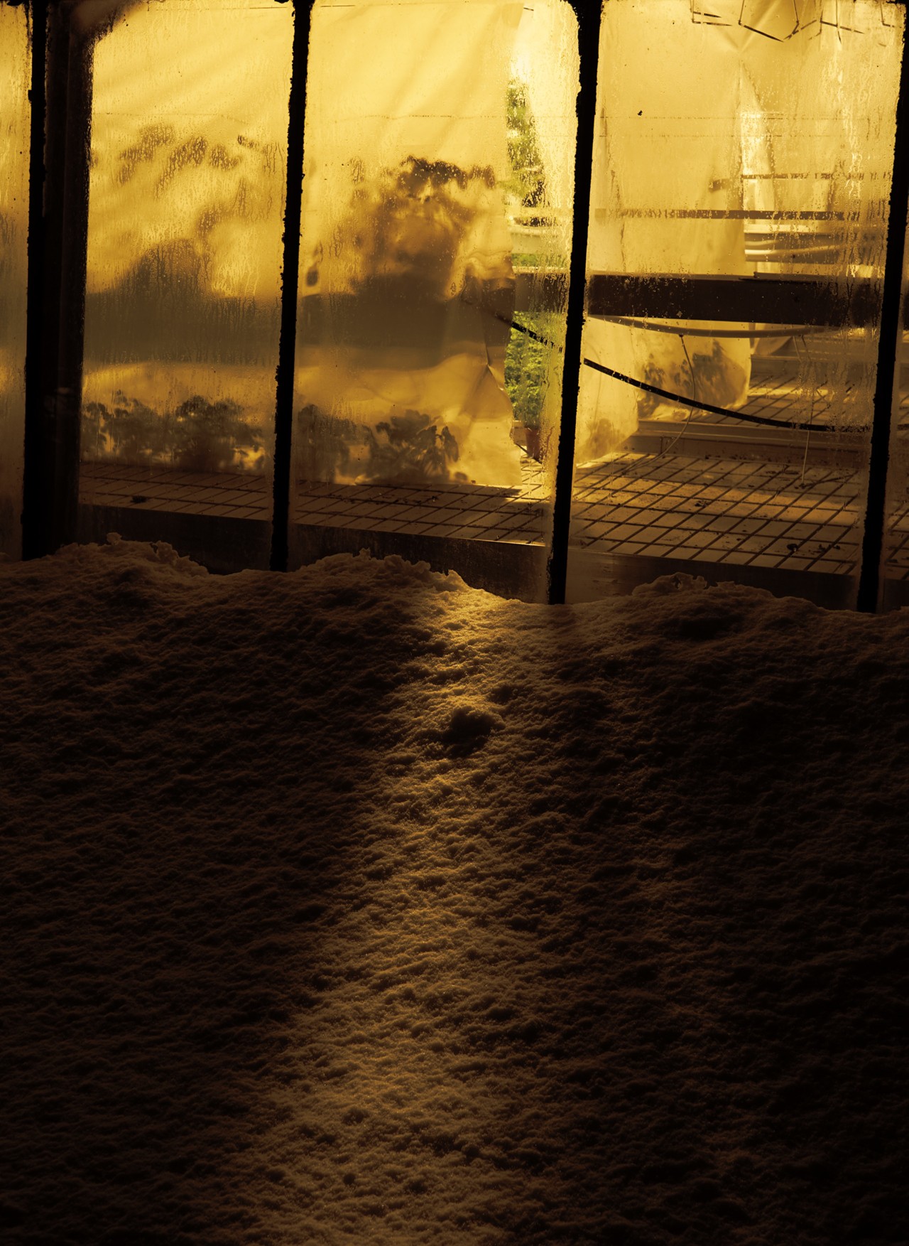 Greenhouse in Iceland by Jeremy Everett