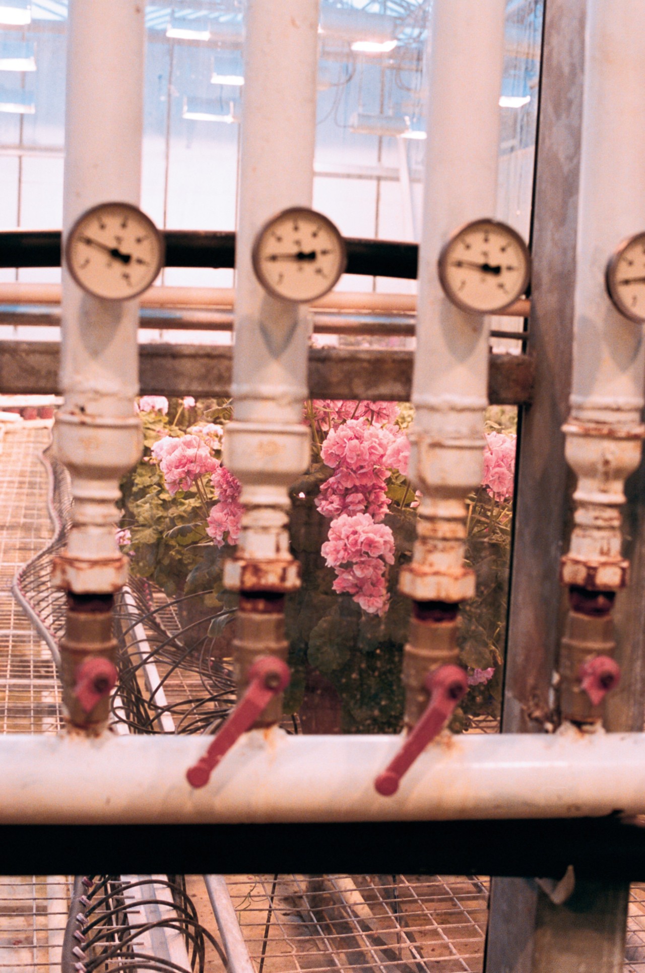Greenhouse flowers by Jeremy Everett