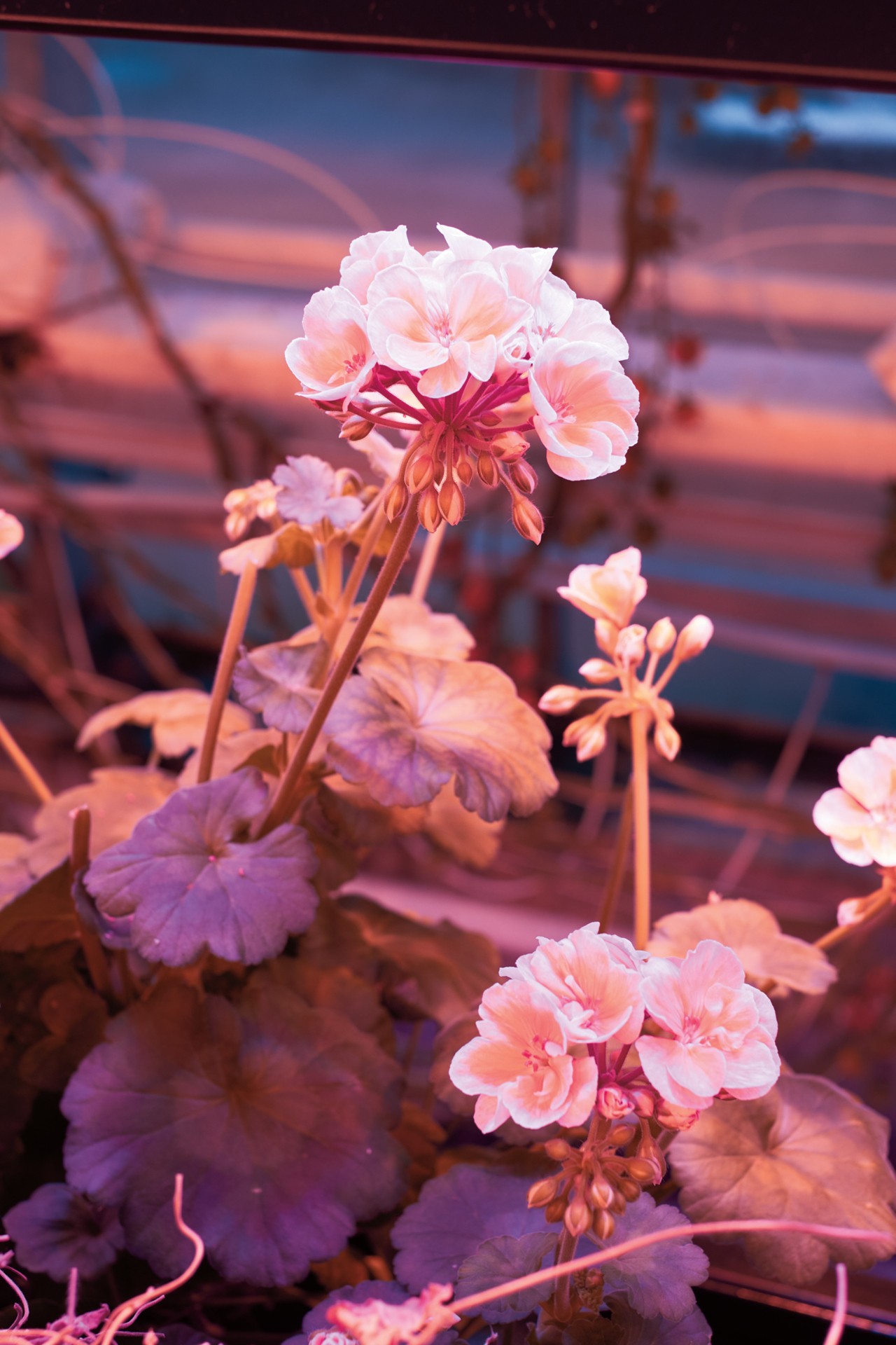 Greenhouse flowers by Jeremy Everett
