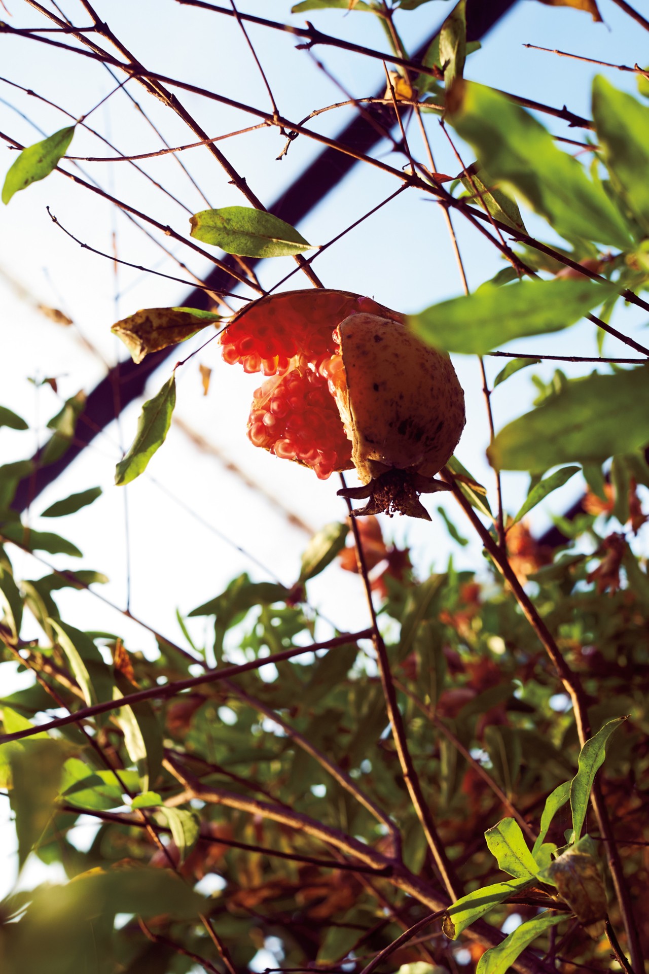 Greenhouse fruit in Iceland by Jeremy Everett