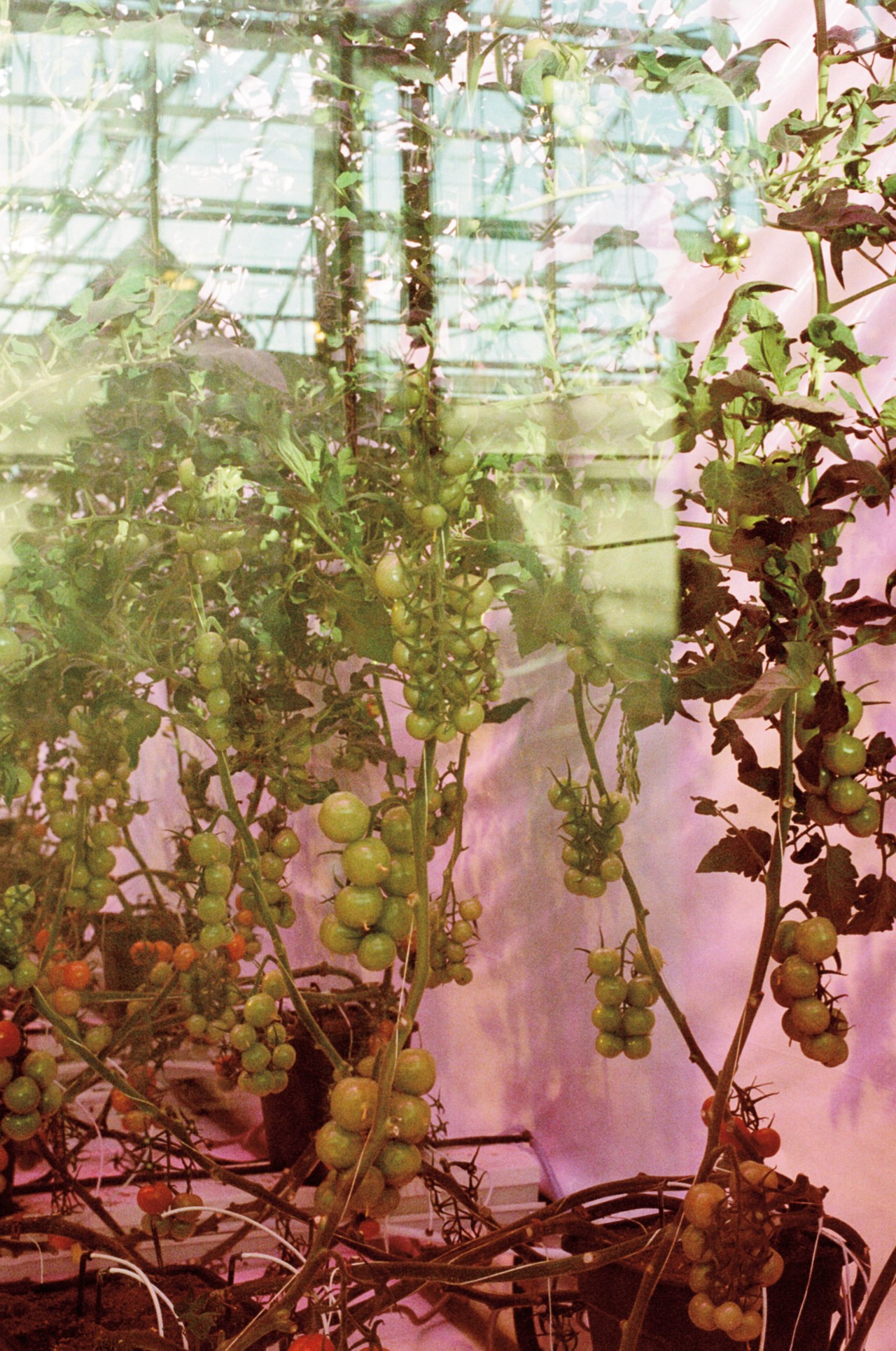 Greenhouse plants in Iceland by Jeremy Everett