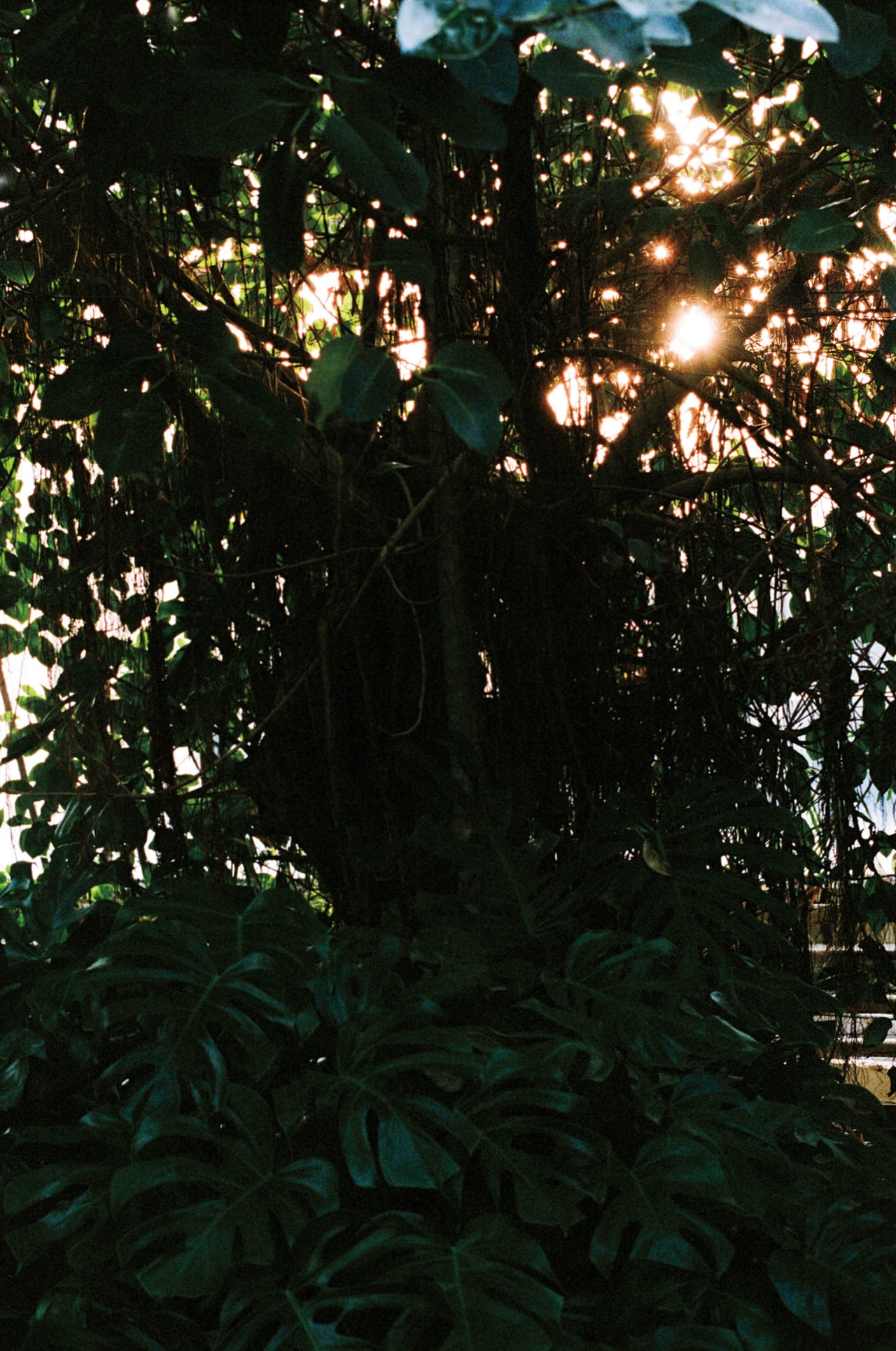 Greenhouse plants in Iceland by Jeremy Everett