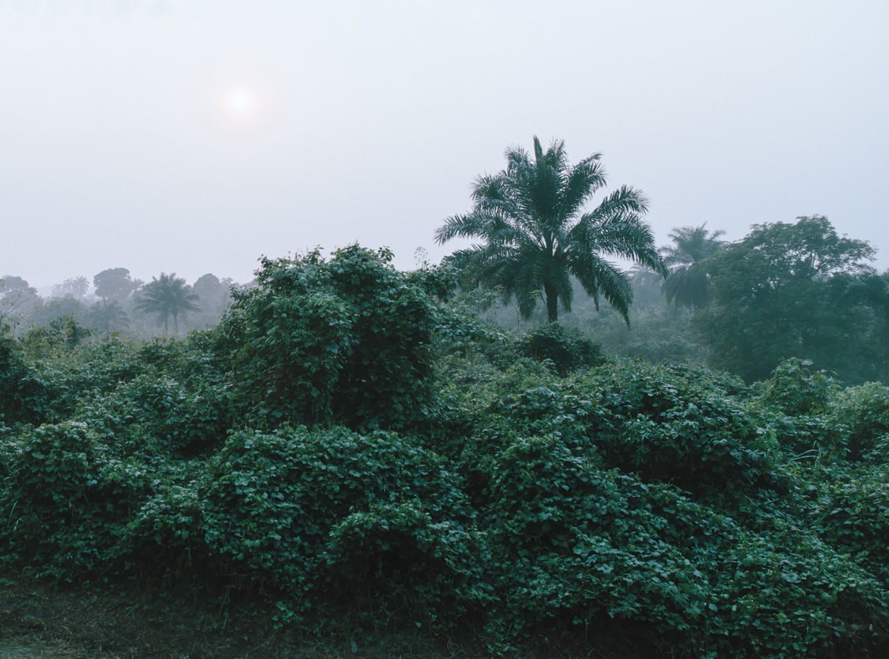 Forest with trees landscape by Kristen Lee Moolman