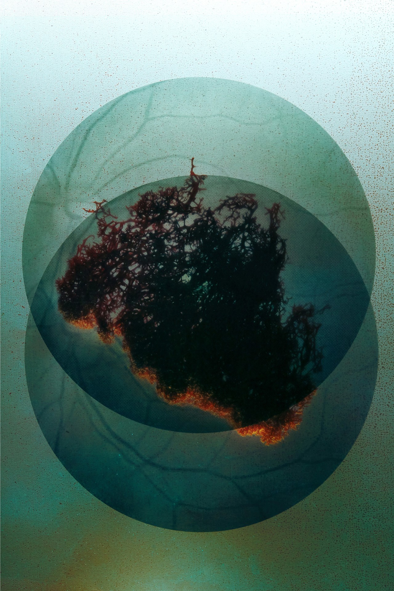 Light synthesis nature photography by Alexandra Von Fuerst