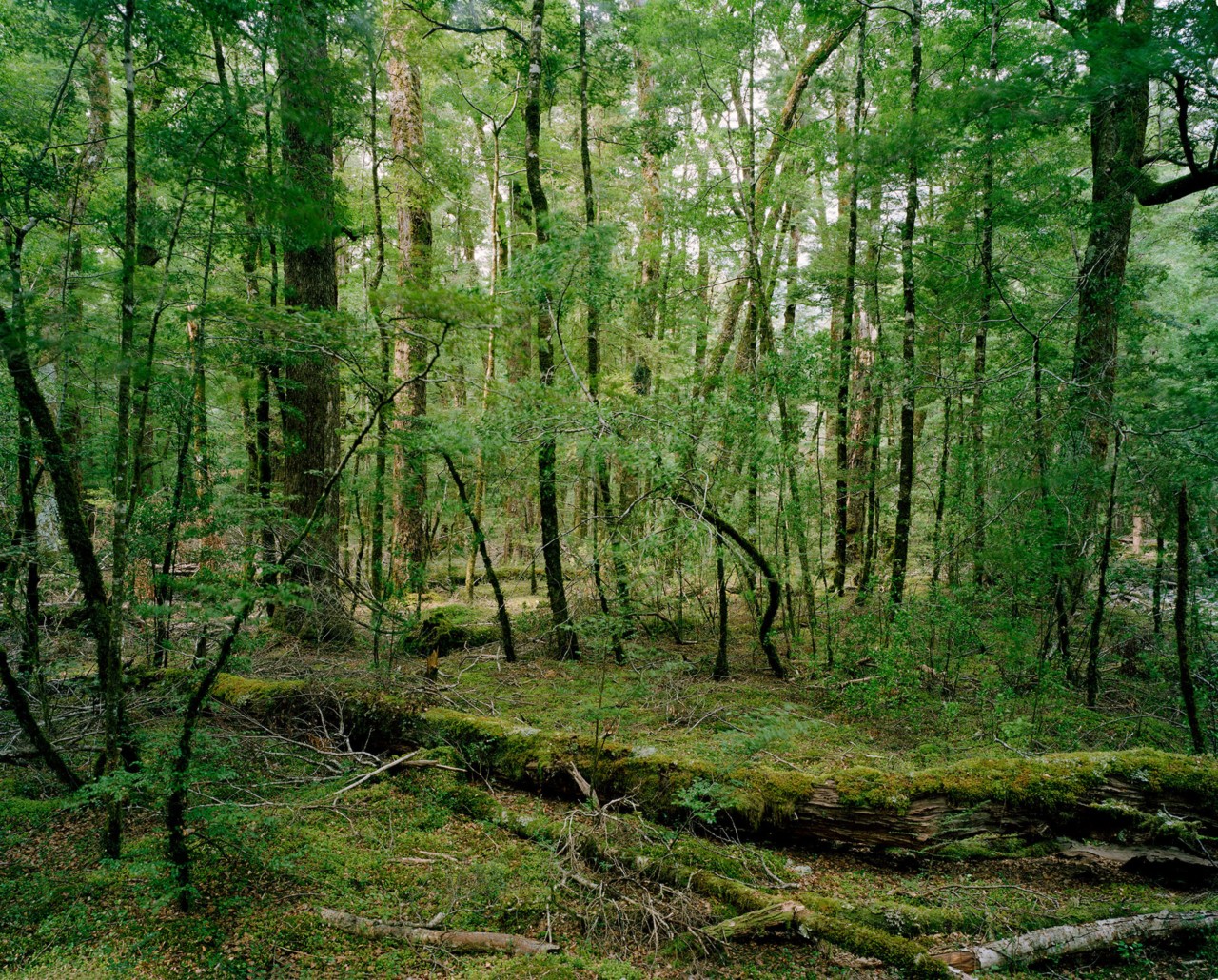Mackenzie Basin forest of New Zealand landscape by Derek Henderson