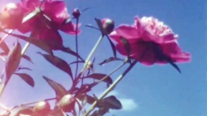 Pink flowers with blue background