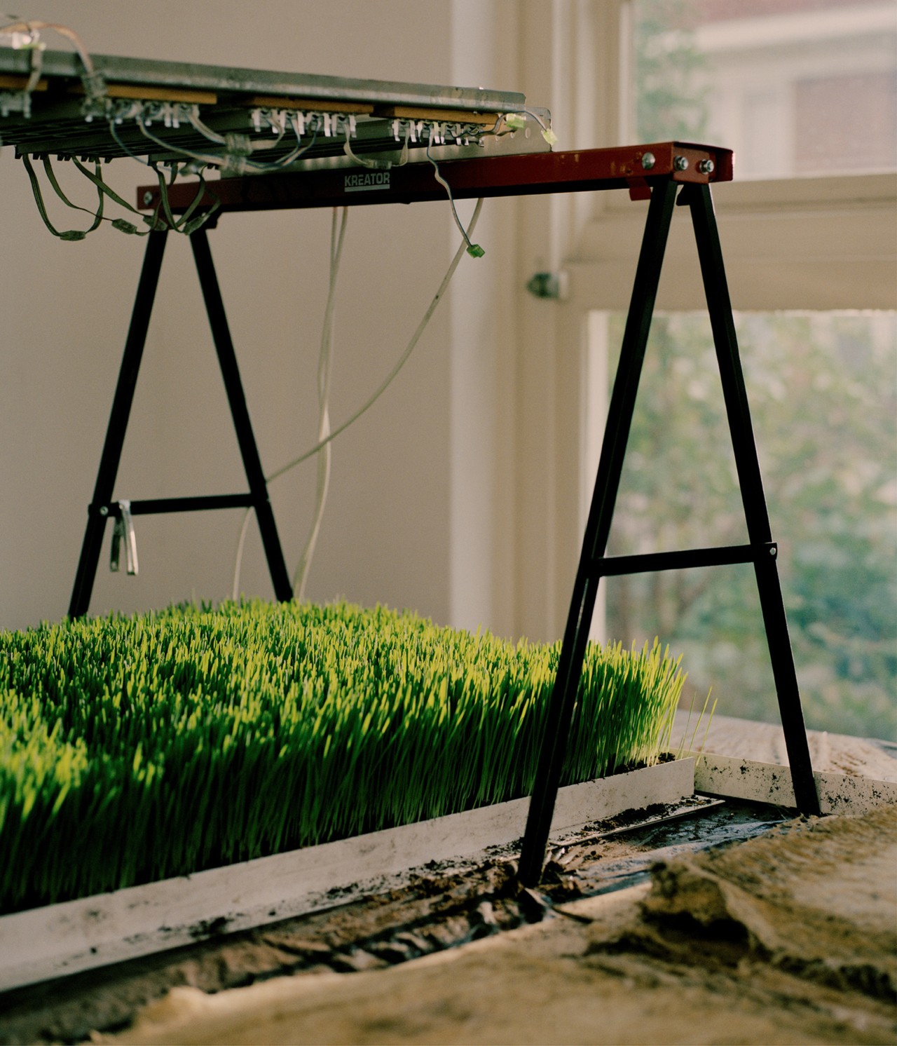 Grass still life in Amsterdam studio by Bastian Achard