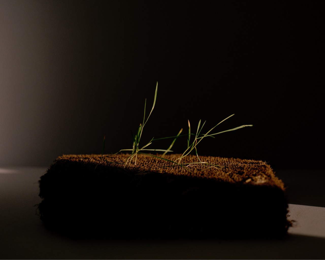 Grass still life by Bastian Achard