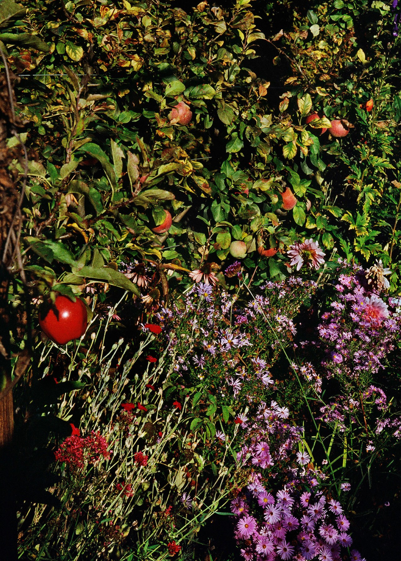 Red and purple flowers photography