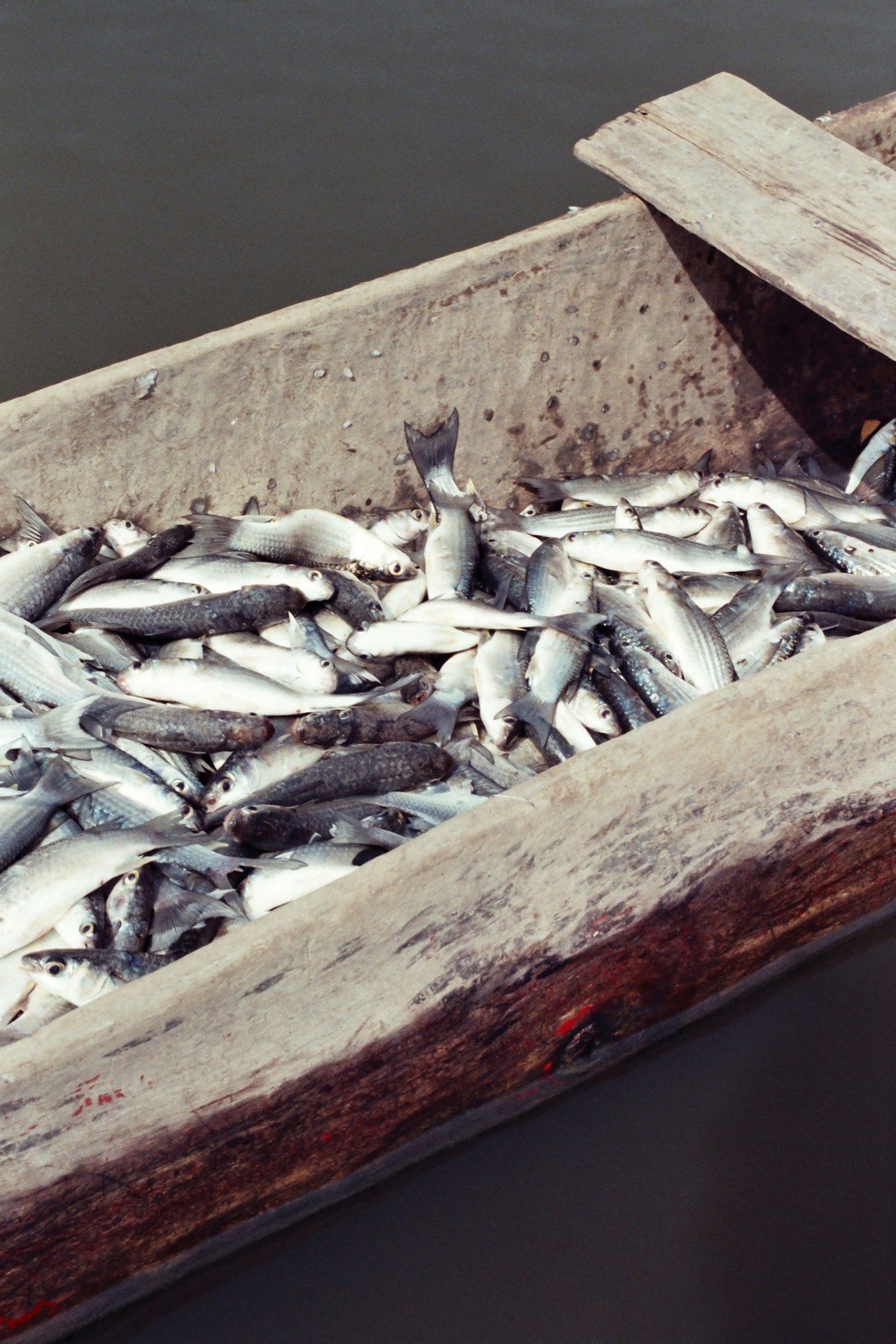 Fish on Senegal river by Denisse Ariana Pérez