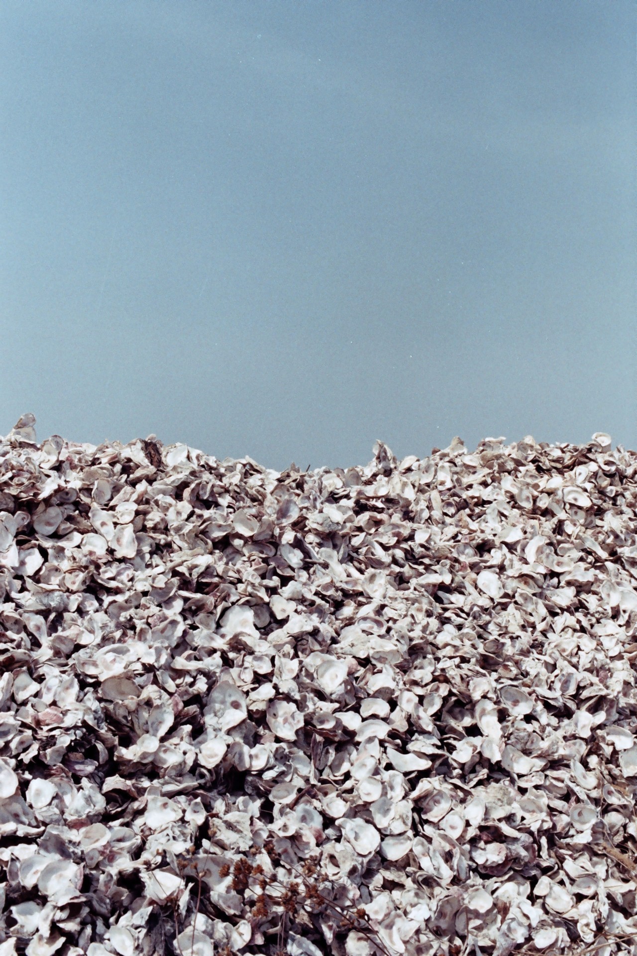 Senegal oyster river bank by Denisse Ariana Pérez