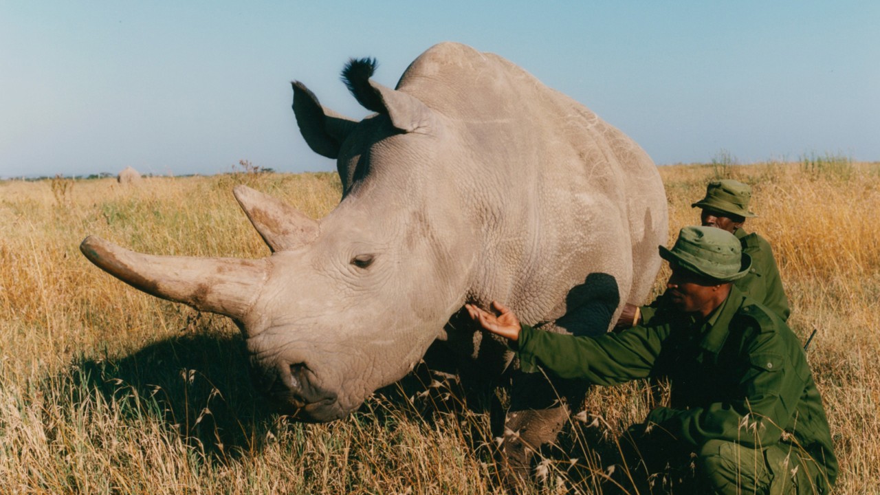 White rhinoceros sanctuary in Africa by Sam Rock