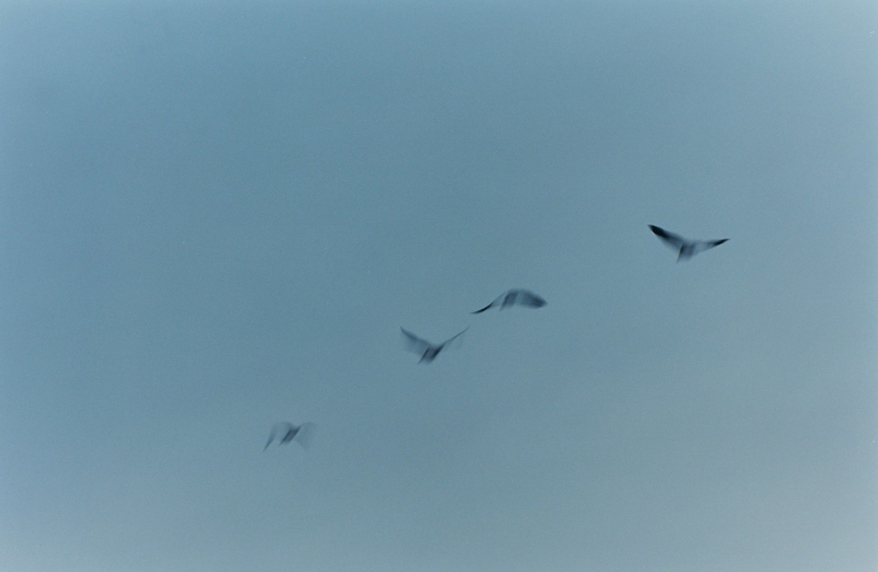African birds in the sky by Sam Rock