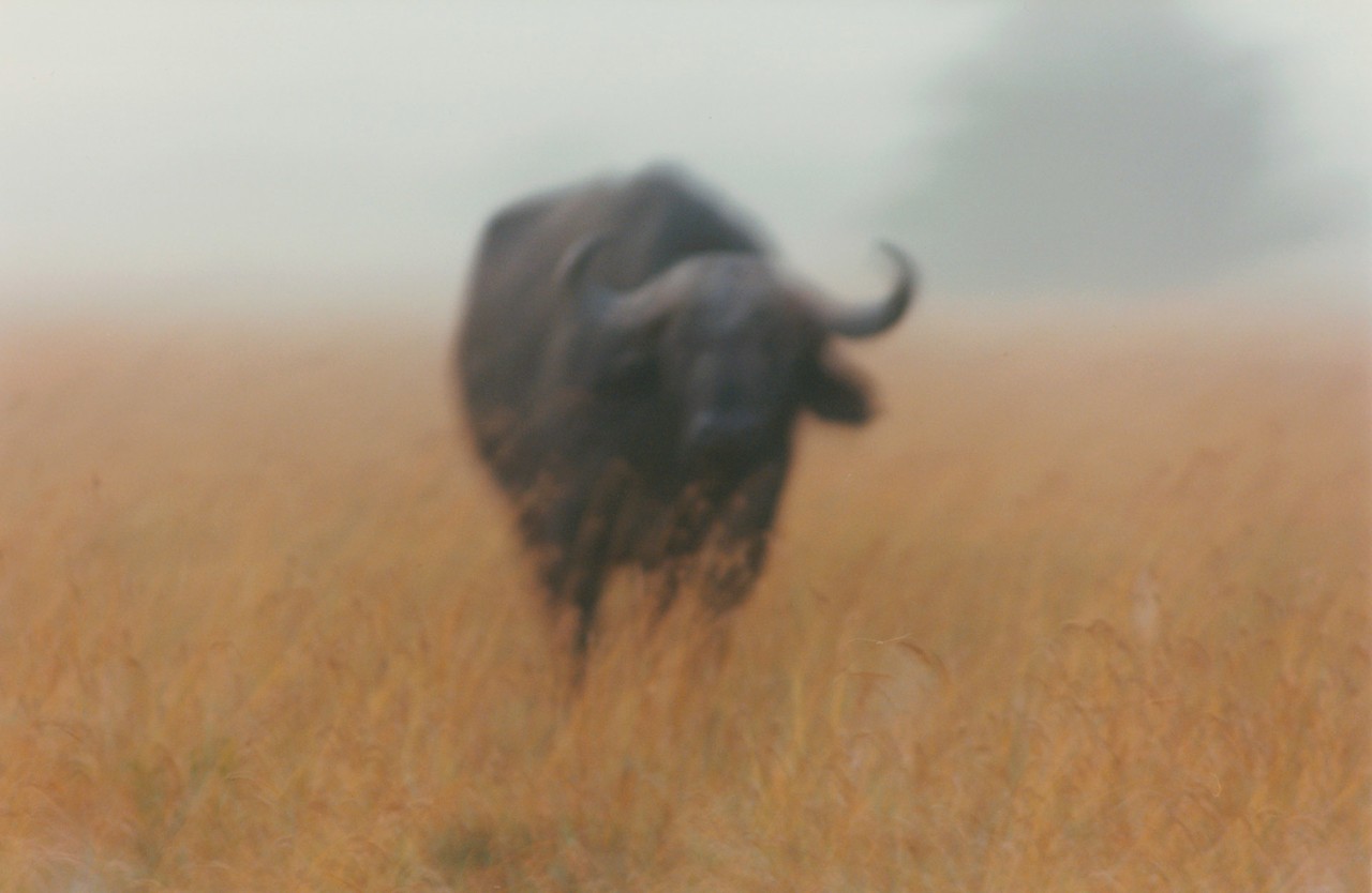 African buffalo by Sam Rock