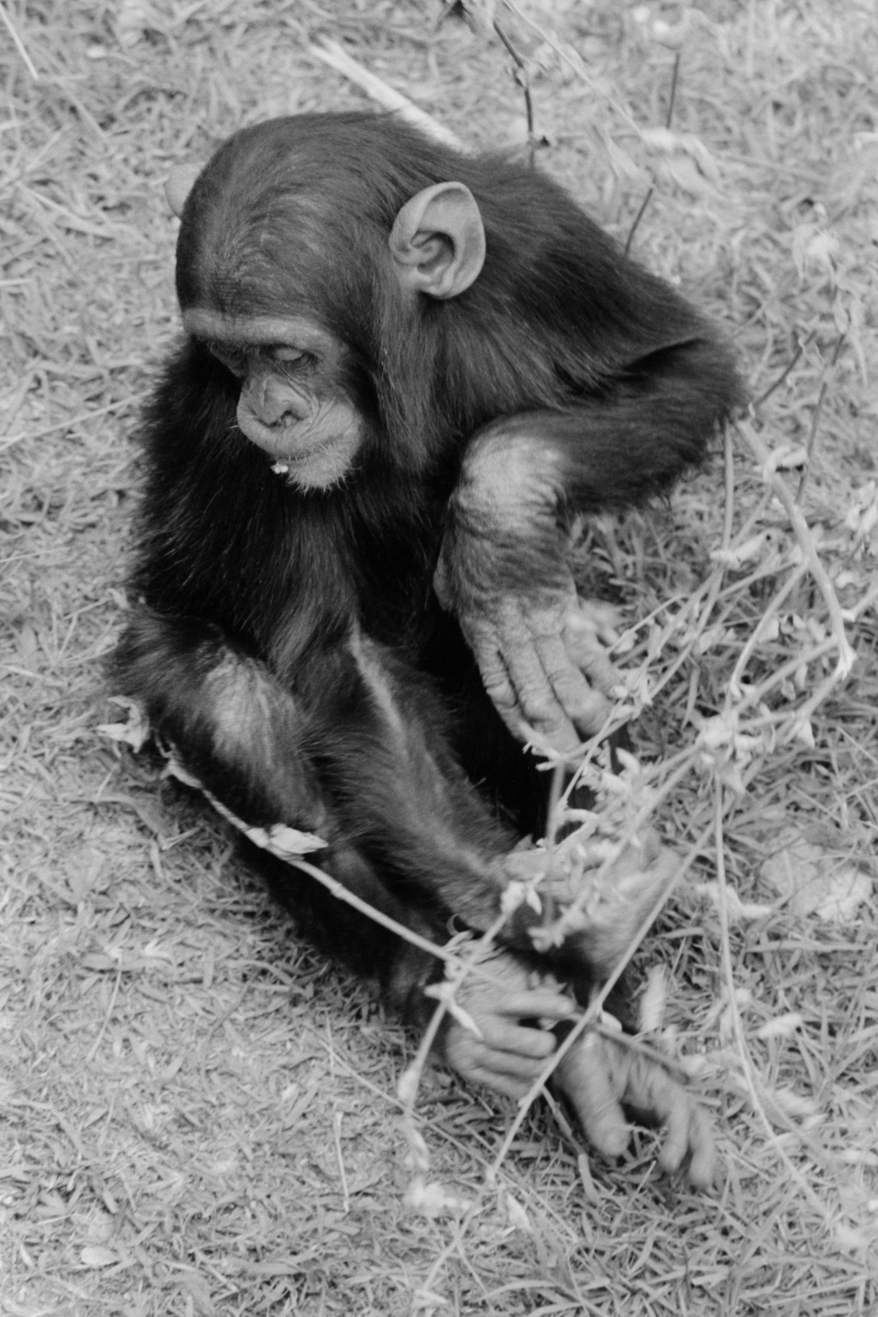 African chimpanzee by Sam Rock