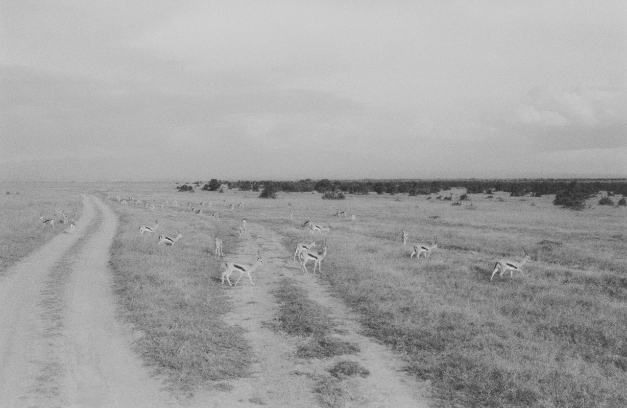 African gazelle herd by Sam Rock