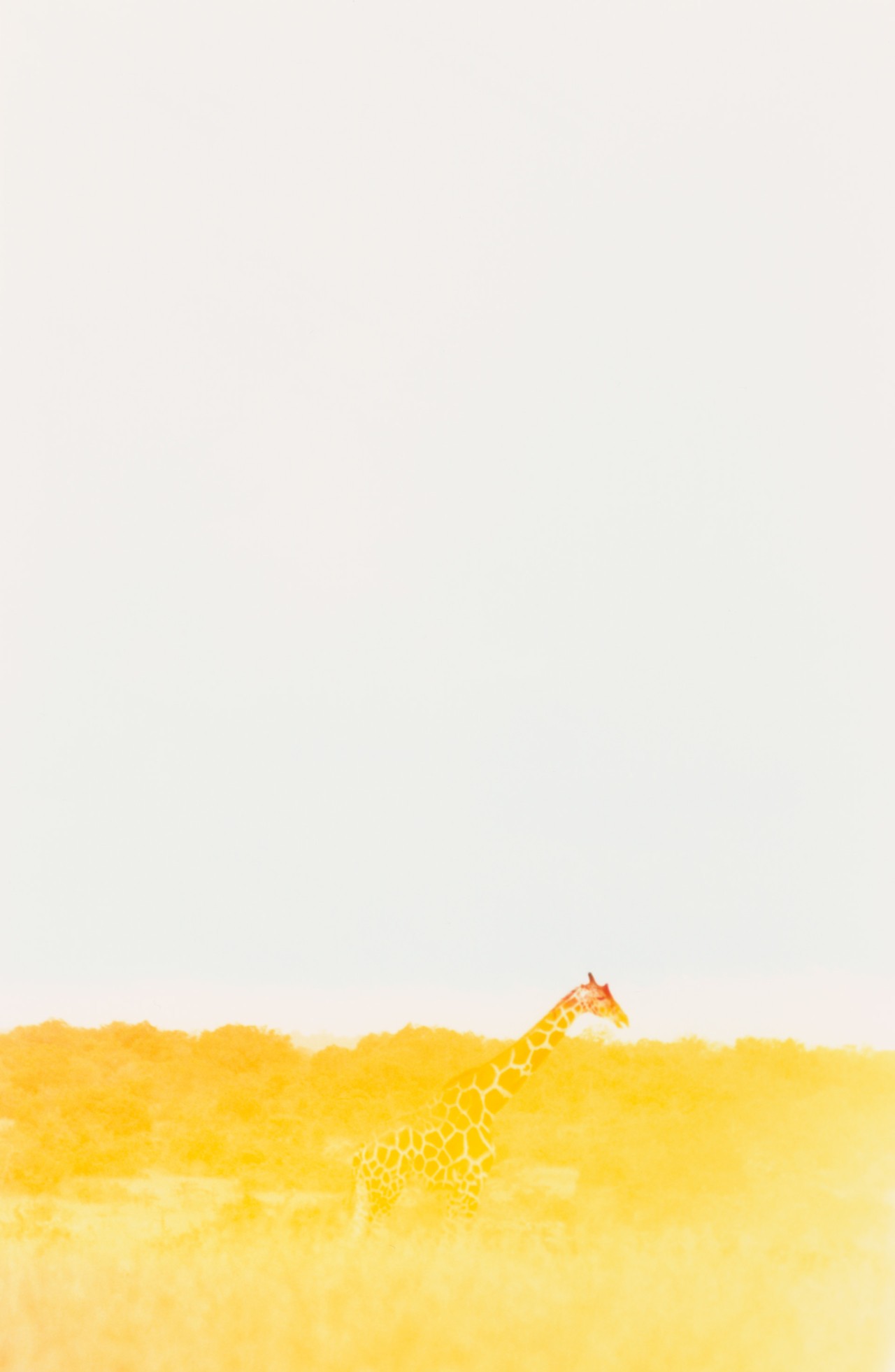 African giraffe by Sam Rock