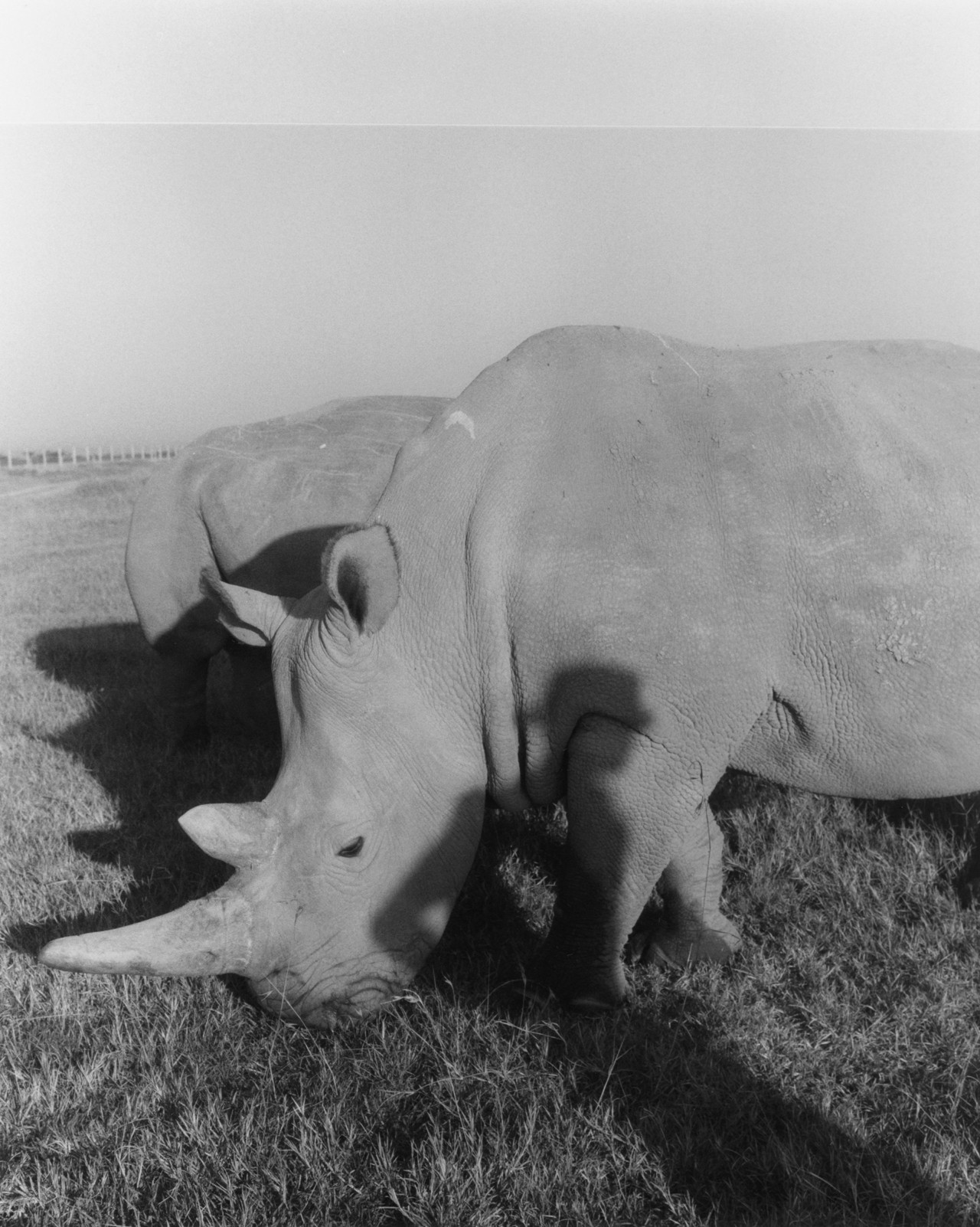 African northern white rhino by Sam Rock